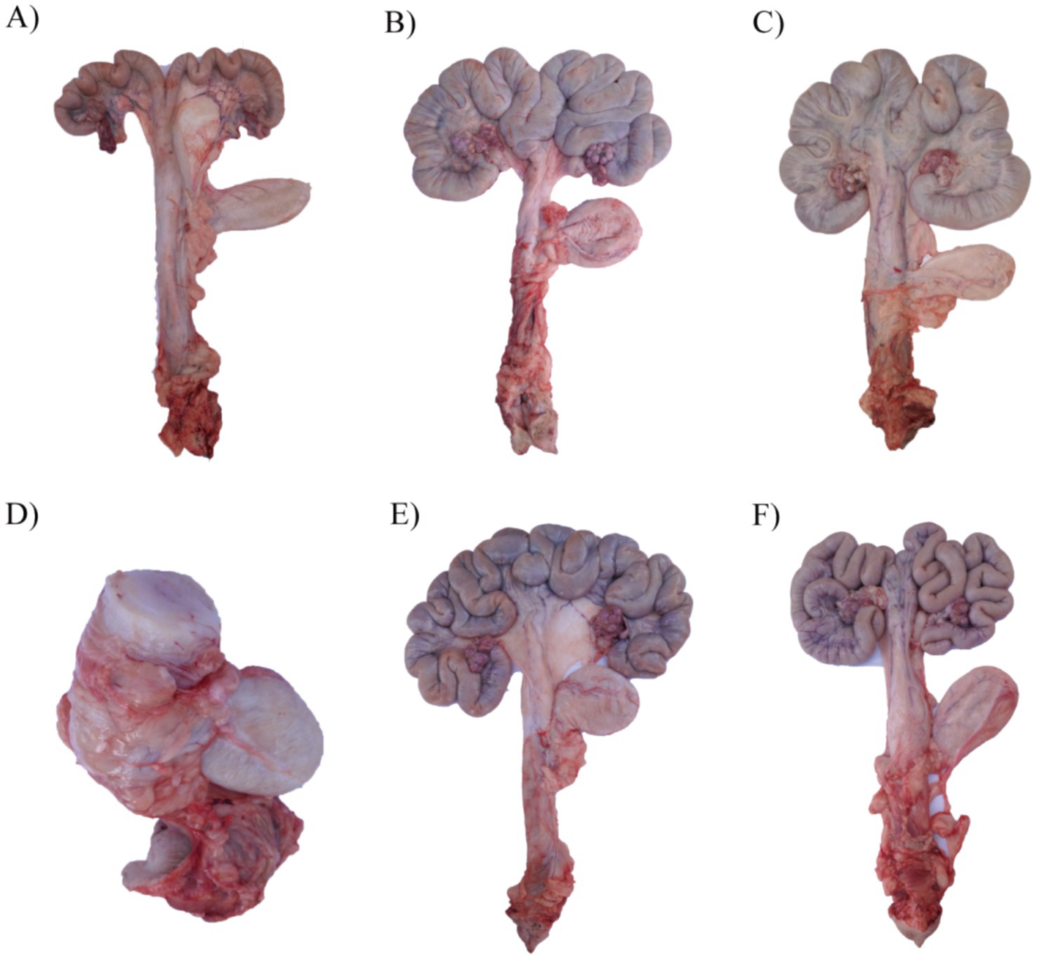 Six panels showing dissected intestinal sections labeled A to F. Each section displays various parts of the intestine, including the structure and texture of the tissue. Panels highlight different angles and segment arrangements, emphasizing textural differences.
