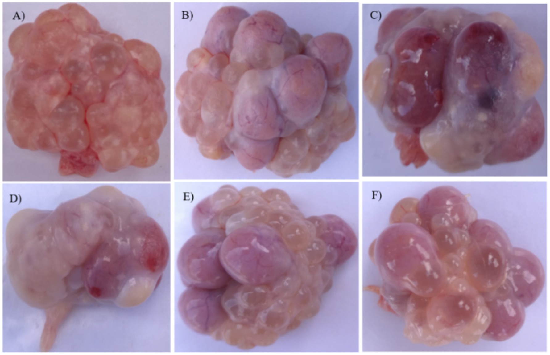 Six-panel image showing various ovary tumors of the paddlefish. A) Light pink, lobulated tumor. B) Pink cluster with translucent surface. C) Darker red areas within a gelatinous texture. D) Pale with some red coloration. E) Translucent cluster with pink lobes. F) Jelly-like structure with visible lobes.
