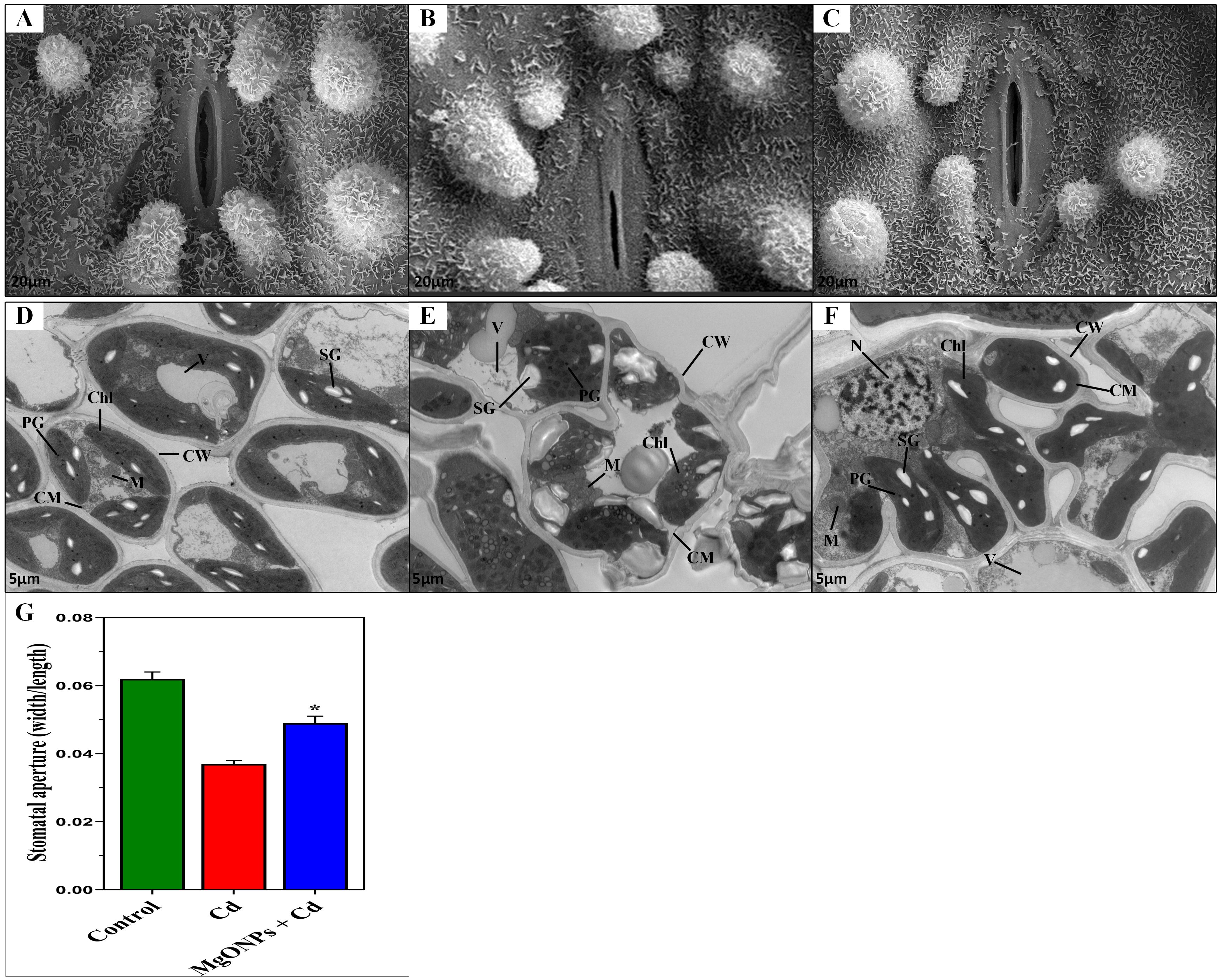 Microscopic images of plant leaf stomata (A-C) show variations in their structure under different conditions. Cross-sectional views (D-F) highlight cellular details such as cell walls, chloroplasts, guard cells, and vacuoles, with labels for specific cellular components. A bar graph (G) illustrates the effect of Cd and MgO NPs + Cd on stomatal aperture, with three conditions: Control, Cd, and MgO NPs + Cd, showing the control with the widest aperture.
