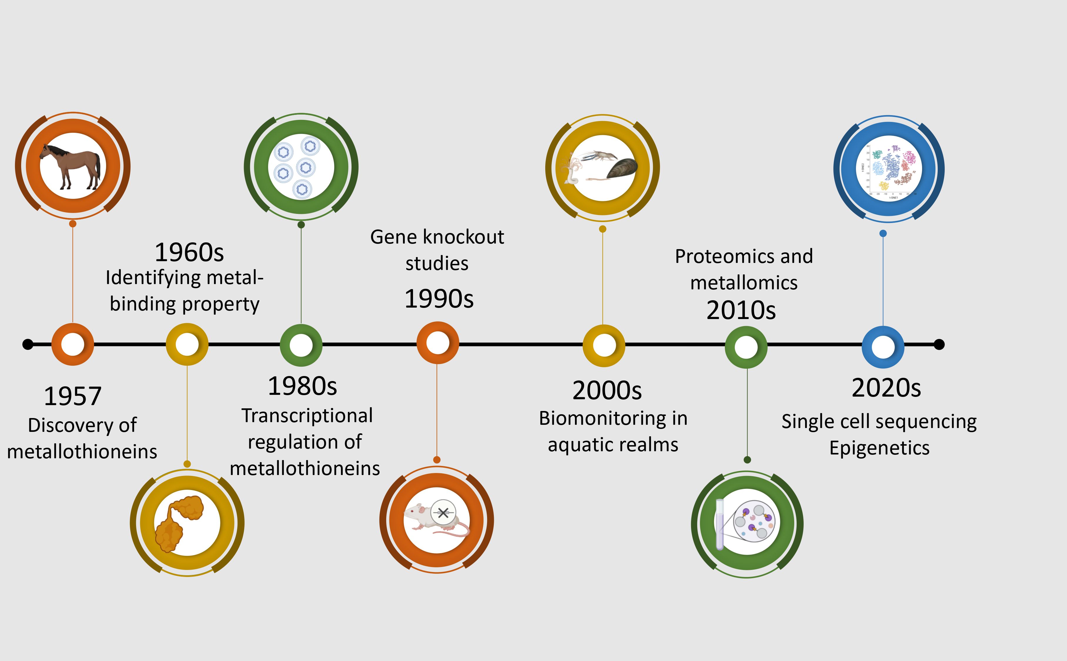 Chronological progression of significant discoveries and methodological advancements in metallothionein research from 1957 to the 2020s. The timeline begins with the discovery of metallothioneins in horse kidney tissues (Margoshes and Vallee, 1957), followed by the identification of their two-domain structure in the 1960s (Kagi and Valee, 1960). The 1980s saw the use of northern blotting and radiolabeled probes in MT research (Karin et al., 1980). In 1990, gene knockout models were employed to investigate metallothionein function (Masters et al., 1994). The 2000s marked a shift toward ecotoxicological applications using metallothioneins in aquatic indicator species (Amiard et al., 2006). Proteomics and metallomics approaches were integrated in the 2010s to explore metallothionein interactions and metal-binding profiles (Shabb et al., 2017). The most recent advances in the 2020s involve single-cell sequencing and epigenetic studies, providing insights into cell-specific regulation and environmental responsiveness of metallothioneins (Lu et al., 2018; Maleckaite et al., 2019).