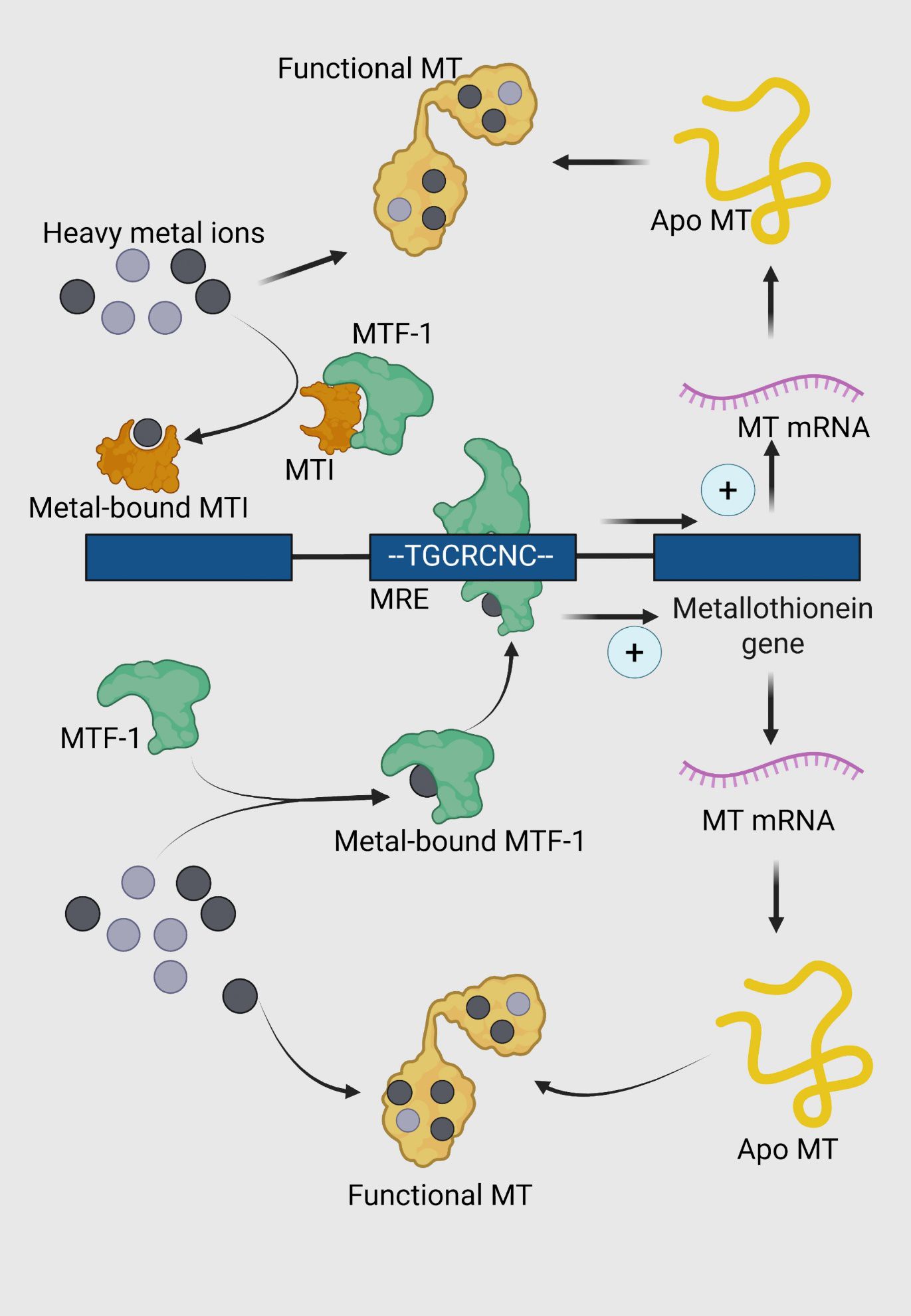 Regulation of metallothionein (MT) expression and function in response to heavy metal stress. Metal-responsive transcription factor 1 (MTF-1, green) is activated through the intracellular accumulation of heavy metals. The activation is mediated either through direct binding of heavy metals or through the detachment from MTI protein. Upon activation, MTF-1 undergoes a conformational change and translocates to the nucleus. Metalbound MTF-1 binds to specific metal response elements (MREs) in the promoter region of the metallothionein gene, represented by the consensus sequence TGCRCNC. This binding upregulates the transcription of MT genes, leading to the synthesis of MT mRNA. The transcribed mRNA is translated into apo-metallothionein (apo MT), a cysteine-rich protein (yellow) devoid of bound metals. Apo MT binds to intracellular heavy metal ions, forming functional MT (yellow with metal ions).