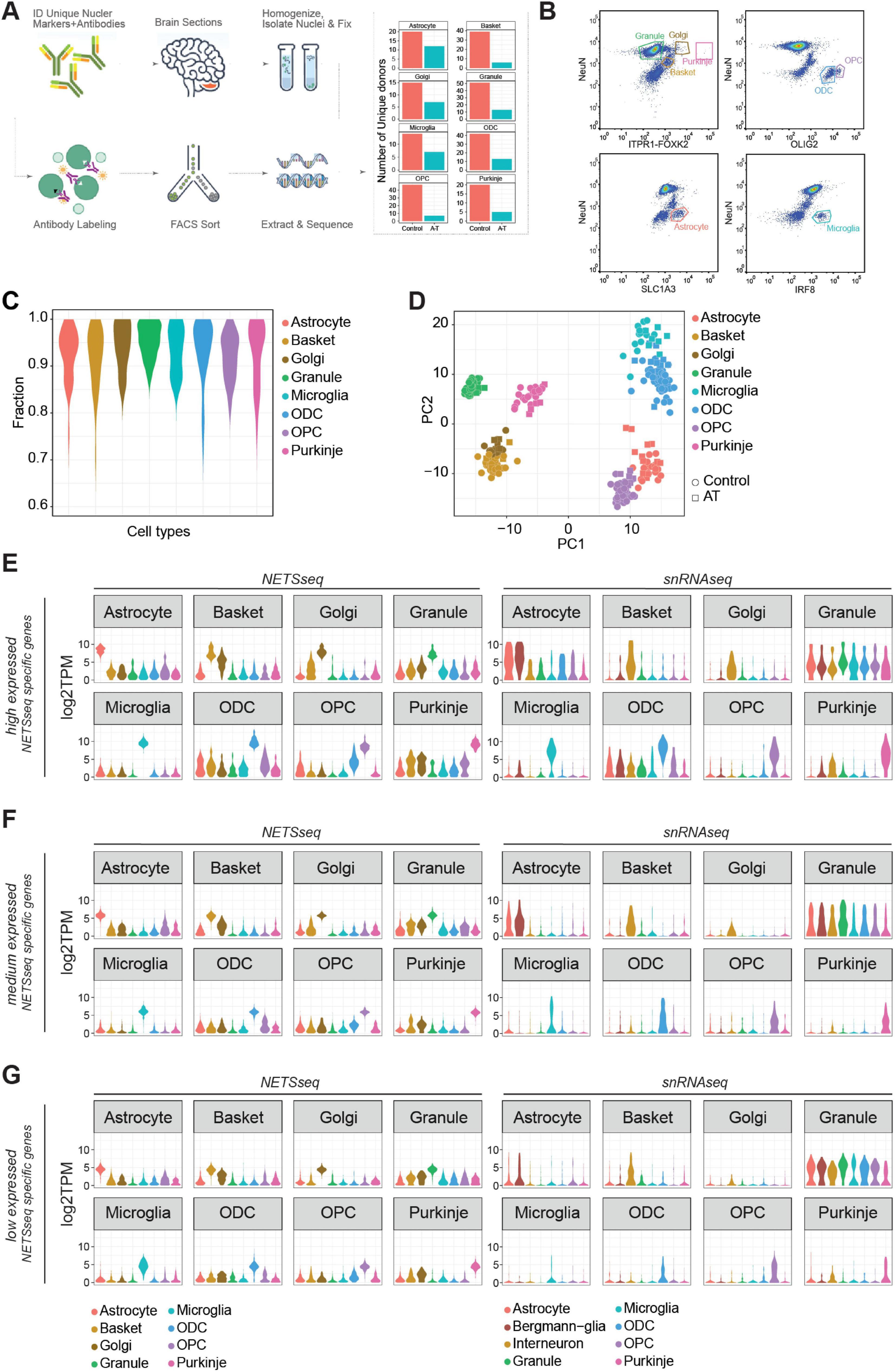 A multi-panel scientific graphic showing various data visualizations related to brain cell types. Panel A illustrates experimental workflow and the number of donors and cell types analyzed in this study. Panel B features scatter plots distinguishing cell types by markers. Panel C presents violin plots of cell type fractions. Panel D contains a principal component analysis plot separating cell types and conditions. Panels E, F, and G show expression levels of genes categorized as high, medium, and low expressed across nine cell types using NETSeq and snRNAseq, represented by violin plots. Each cell type is color-coded for clarity.