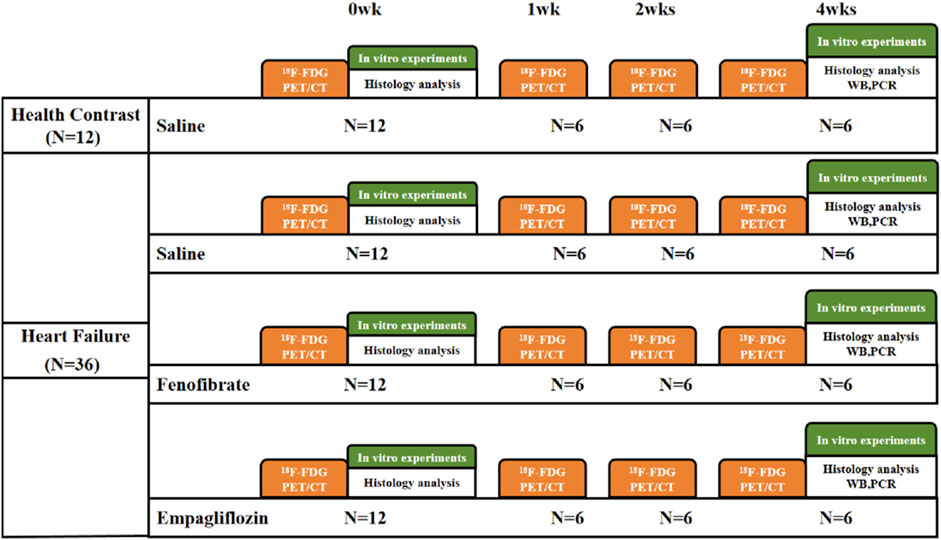 Study design chart showing timelines for health contrast and heart failure in subjects. Two sections are shown: Health Contrast with N=12 and Heart Failure with N=36. Treatments include saline, fenofibrate, and empagliflozin. Time points are 0, 1, 2, and 4 weeks, featuring ¹⁸F-FDG PET/CT, in vitro experiments, and histology analysis. Experiments occur at intervals with sample sizes decreasing from 12 to 6.