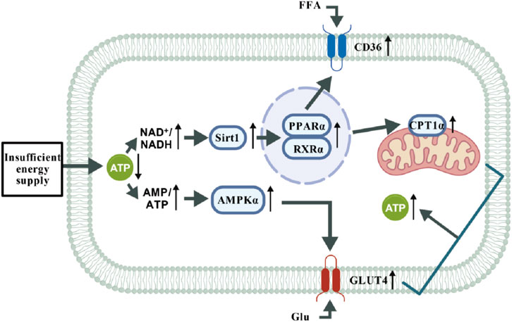 Diagram illustrating cellular energy regulation. Insufficient energy supply triggers ATP involvement, influencing NAD+/NADH and AMP/ATP ratios. This activates Sirt1 and AMPKα, leading to PPARα and RXRα activation. CD36 facilitates free fatty acid (FFA) uptake, enhancing mitochondrial CPT1α activity. ATP influences GLUT4-mediated glucose (Glu) transport.