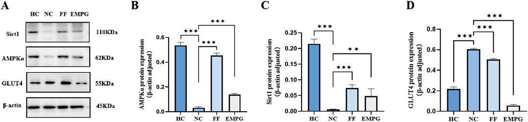 Four panels (A, B, C, and D) display protein expression analyses. Panel A shows Western blots for Sirt1, AMPKα, GLUT4, and β-actin across four conditions: HC, NC, FF, and EMPG, with their corresponding molecular weights. Panels B, C, and D are bar graphs showing protein expression levels of AMPKα, Sirt1, and GLUT4 respectively, adjusted by β-actin. Significant differences between conditions are marked with asterisks.