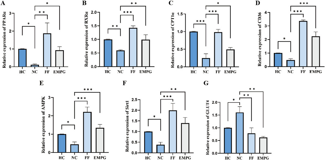 Bar charts labeled A to G showing relative expression levels of various genes (PPARα, RXRα, CYP1α, CD36, AMPK, Sirt1, GLUT4) across groups: HC, NC, FF, and EMPG. Blue bars represent higher expression in the HC and FF groups. Statistical significance is indicated by asterisks, highlighting differences between groups.