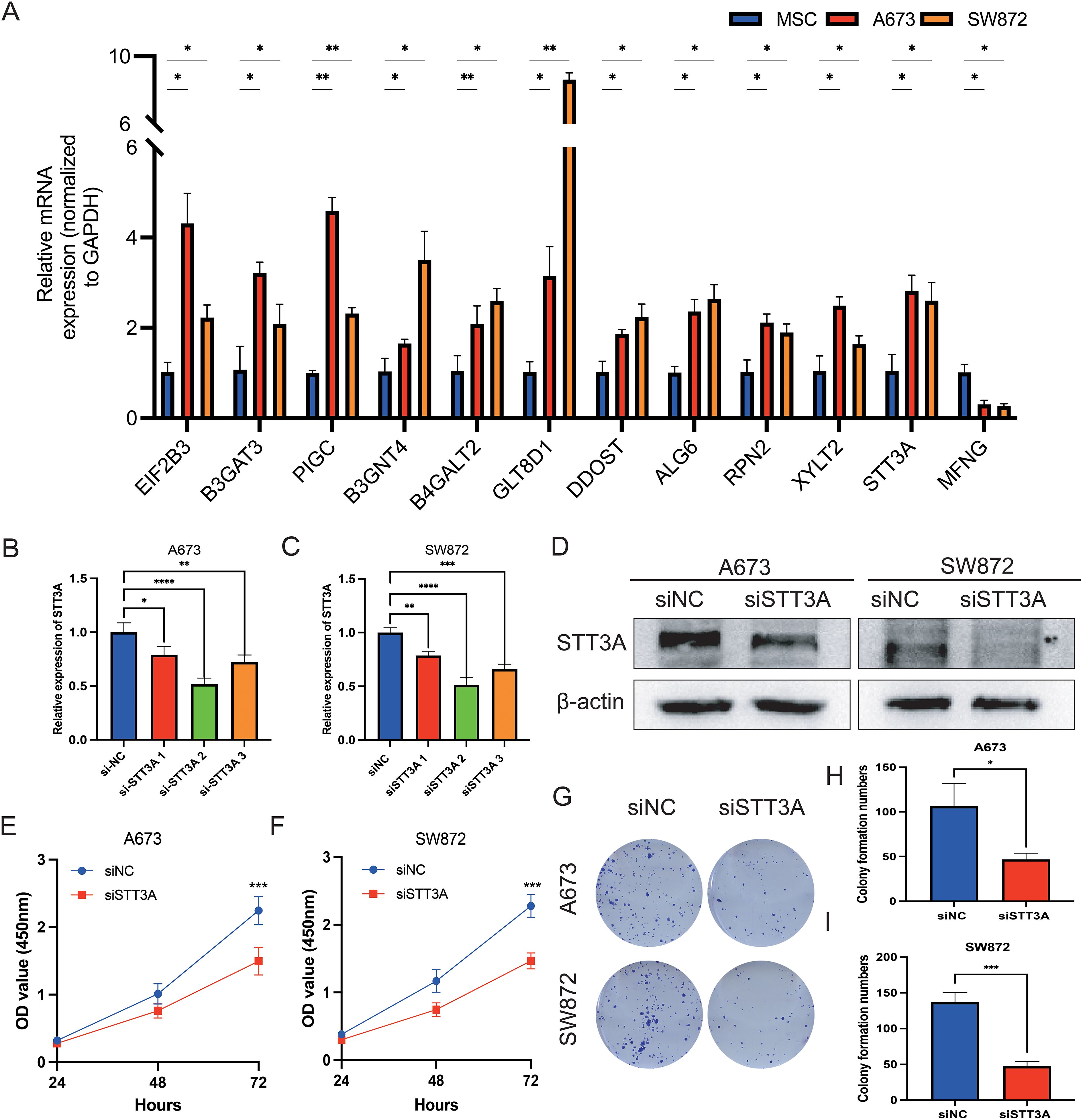 A series of graphs and images analyzing the expression and impact of the STT3A gene in different cell types: MSC, A673, and SW872. (A) Bar graph showing relative mRNA expression of various genes normalized to GAPDH across the cell lines. (B) and (C) Bar graphs of relative STT3A expression for A673 and SW872 cells, respectively, with significance indicated. (D) Western blot images showing STT3A and β-actin levels in A673 and SW872 cells treated with siNC and siSTT3A. (E) and (F) Line graphs depicting OD values at 24, 48, and 72 hours for cell viability assays in A673 and SW872 cells. (G) Images of colony formation assays in A673 and SW872 under siNC and siSTT3A conditions. (H) and (I) Bar graphs quantifying colony formation numbers for A673 and SW872 cells. Statistical significance is indicated throughout.