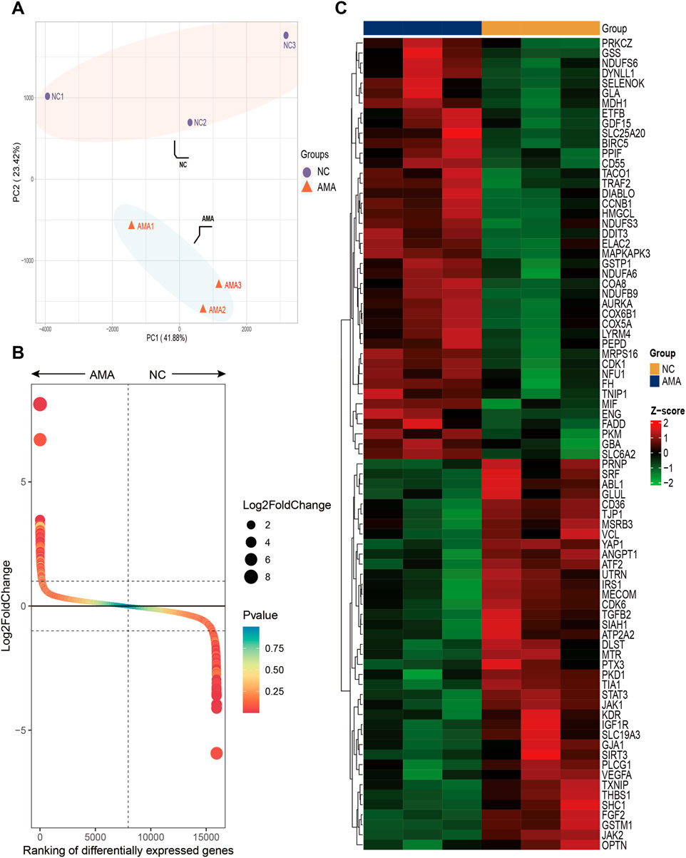 Panel A shows a PCA plot with two groups, NC (circles) and AMA (triangles), distributed along PC1 and PC2 axes. Panel B presents a volcano plot depicting Log2FoldChange values against gene ranking, with point size indicating fold change. Panel C displays a heatmap of differentially expressed genes, color-coded by Z-score, for NC and AMA groups.