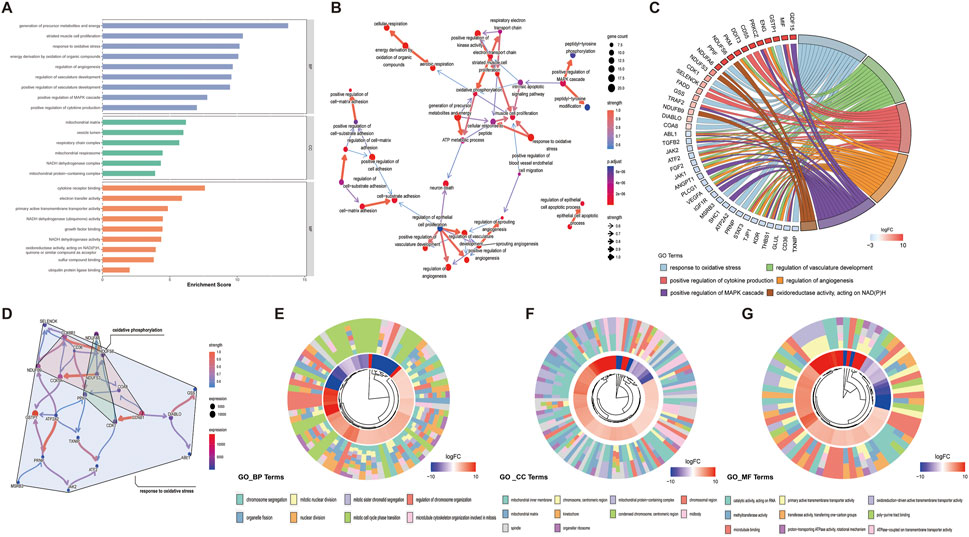 A series of complex visualizations related to gene enrichment and biological processes. Panel A features bar charts displaying enrichment scores for various biological functions. Panel B shows a network diagram illustrating relationships and pathways with nodes and edges indicating gene interactions. Panel C presents a circular chord diagram highlighting connections between genes and GO terms, color-coded by log fold change. Panel D includes a network structure focusing on oxidative phosphorylation and response to oxidative stress. Panels E, F, and G depict circular diagrams with segments representing log fold changes in gene ontology terms across biological processes, cellular components, and molecular functions, using various color gradients.