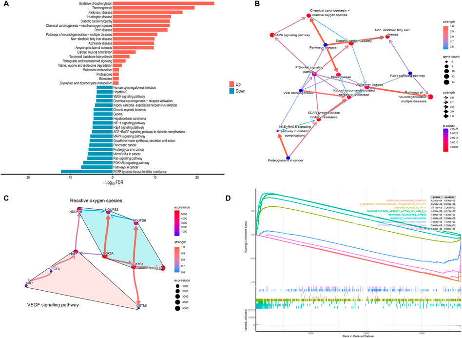 Panel A shows a horizontal bar chart illustrating upregulated and downregulated pathways, with colors indicating direction. Panel B displays a network diagram connecting pathways and diseases, with node size representing gene count and edge thickness indicating strength. Panel C presents a network graph of reactive oxygen species and VEGF signaling pathways, showing expression levels and interaction strength. Panel D is an enrichment plot displaying running enrichment scores for various gene sets, with curves representing different pathways and their significance levels.