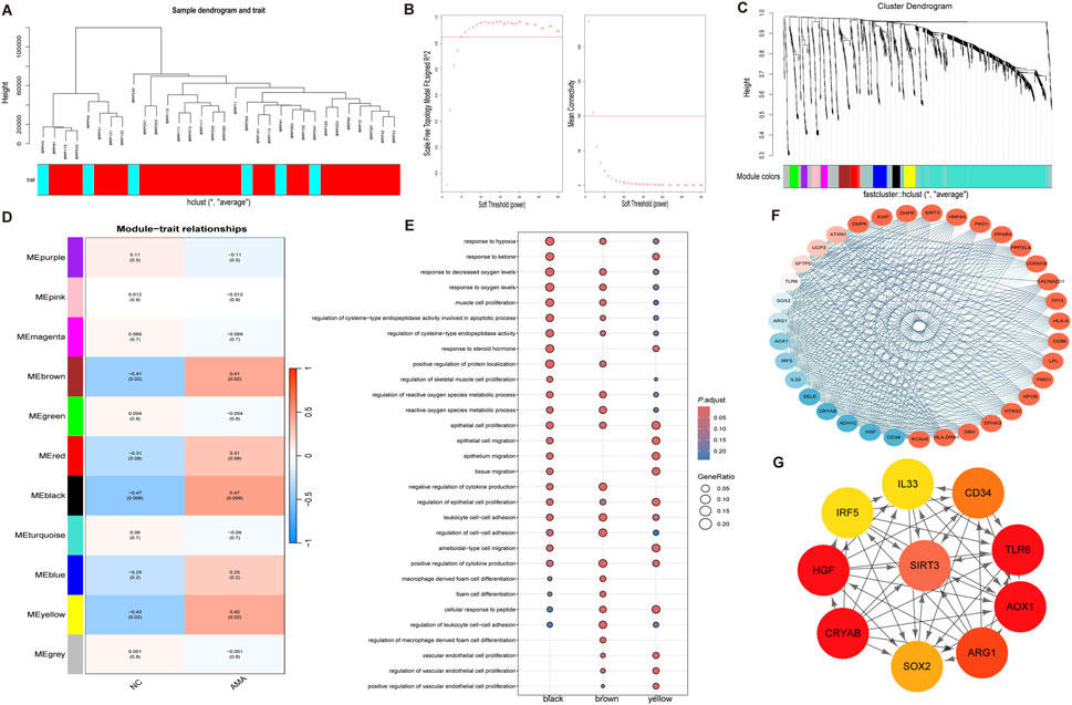 Composite image featuring: A) Sample dendrogram with trait colors; B) Graphs showing scale-free topology fit index and mean connectivity against soft threshold power; C) Cluster dendrogram with module colors; D) Heatmap of module-trait relationships; E) Dot plot of biological processes with gene ratio and adjusted P-values; F) Network graph showing gene interactions; G) Subnetwork of significant genes with various colors indicating module membership.