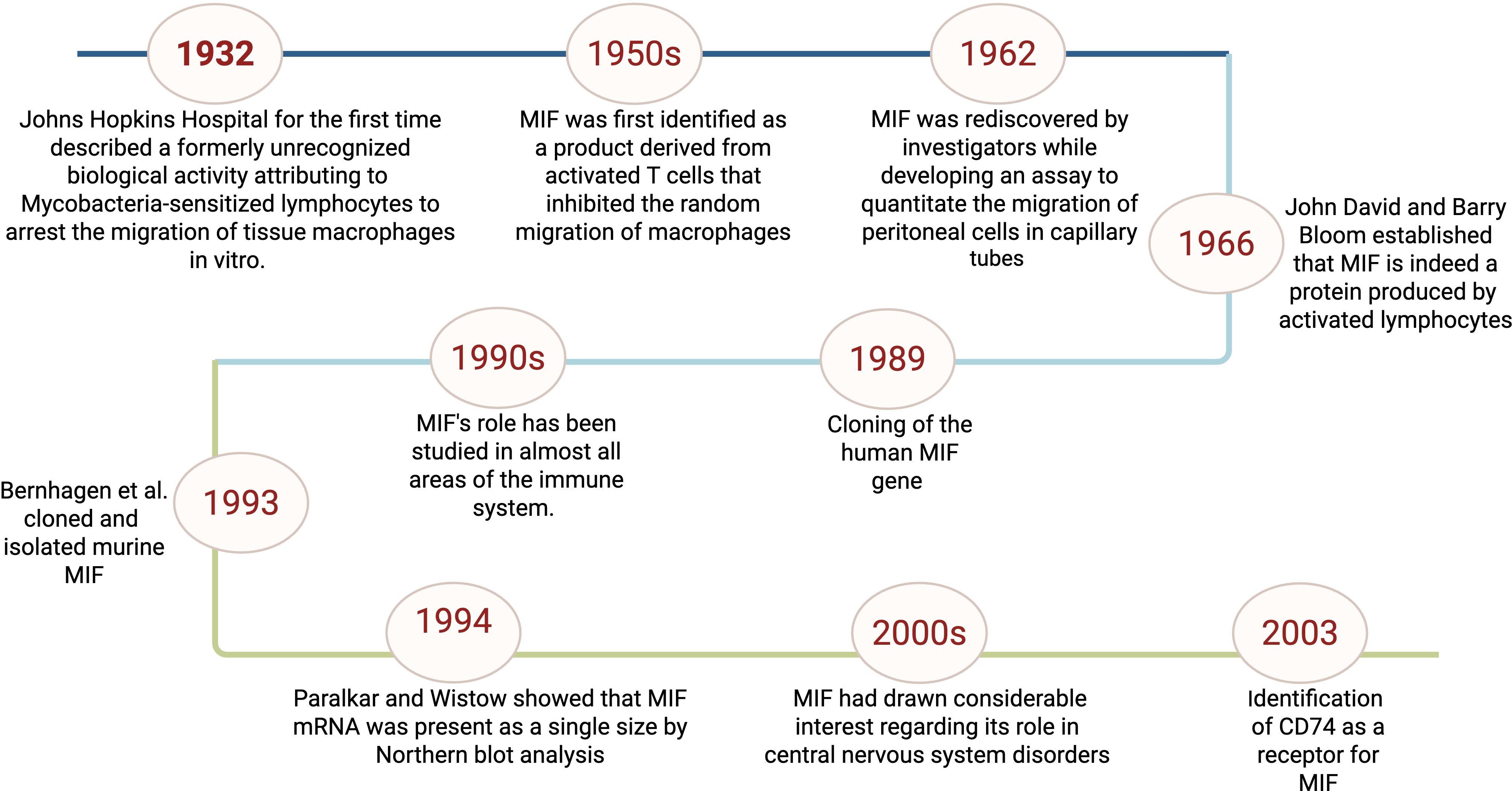 Timeline illustrating key events in MIF research: 1932, biological activity described; 1950s, MIF identified; 1962, rediscovery in assays; 1966, confirmed as protein; 1989, human gene cloned; 1990s, immune role studied; 1993, murine MIF cloned; 1994, mRNA analysis; 2000s, central nervous system focus; 2003, CD74 receptor identified.