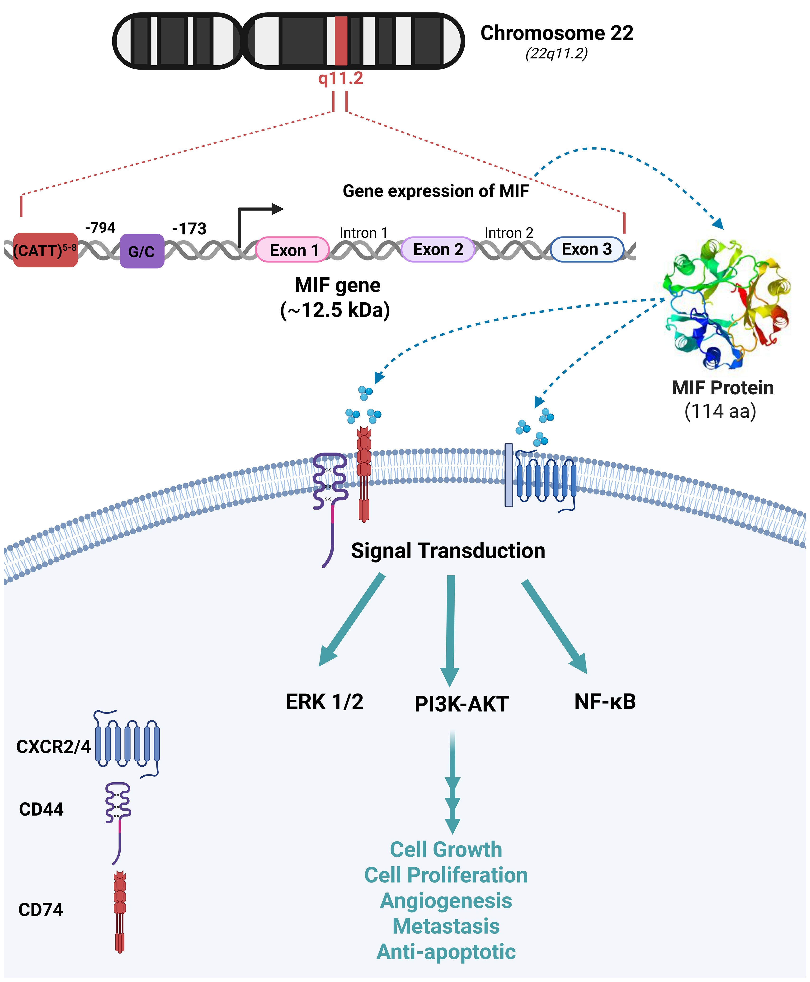 Diagram illustrating the MIF gene and protein expression process. The MIF gene, located on chromosome 22 at region q11.2, consists of three exons and two introns. Following expression, the MIF protein (114 amino acids) participates in signal transduction via pathways like ERK 1/2, PI3K-AKT, and NF-kB. This signaling influences cell growth, proliferation, angiogenesis, metastasis, and anti-apoptotic functions. Receptors including CXCR2/4, CD44, and CD74 are involved in these processes.
