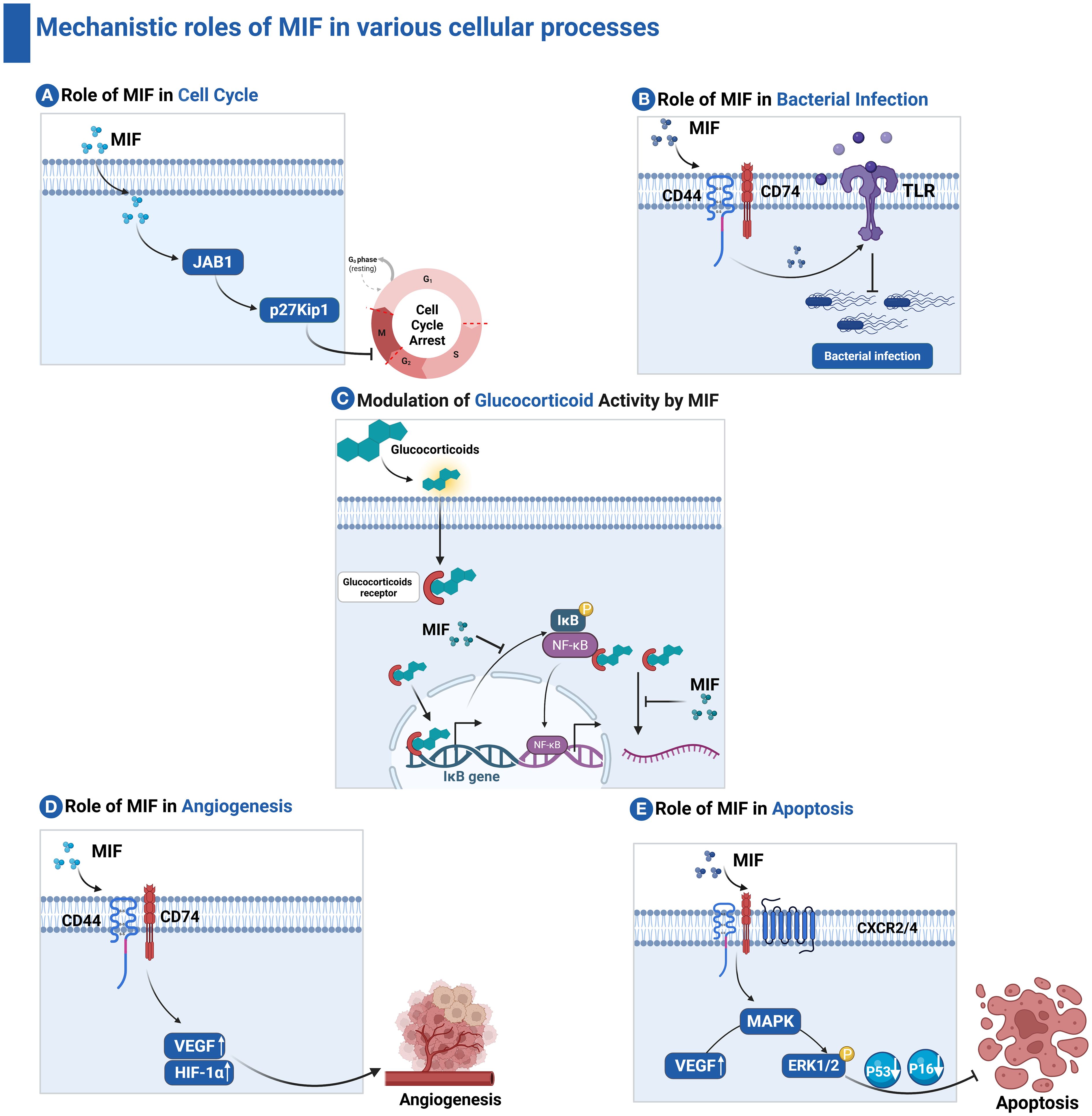 Diagram illustrating the mechanistic roles of MIF in cellular processes. It includes five panels: (A) shows MIF's role in cell cycle arrest through JAB1 and p27Kip1; (B) depicts MIF's involvement in bacterial infection with CD44, CD74, and TLR; (C) outlines MIF's modulation of glucocorticoid activity via glucocorticoid receptors and NF-κB pathway; (D) explains MIF's role in angiogenesis with CD44, CD74, VEGF, and HIF-1α; (E) illustrates MIF's role in apoptosis through CXCR2/4, MAPK, VEGF, ERK1/2, and p53 pathways. Each panel highlights distinct interactions and pathways related to MIF.