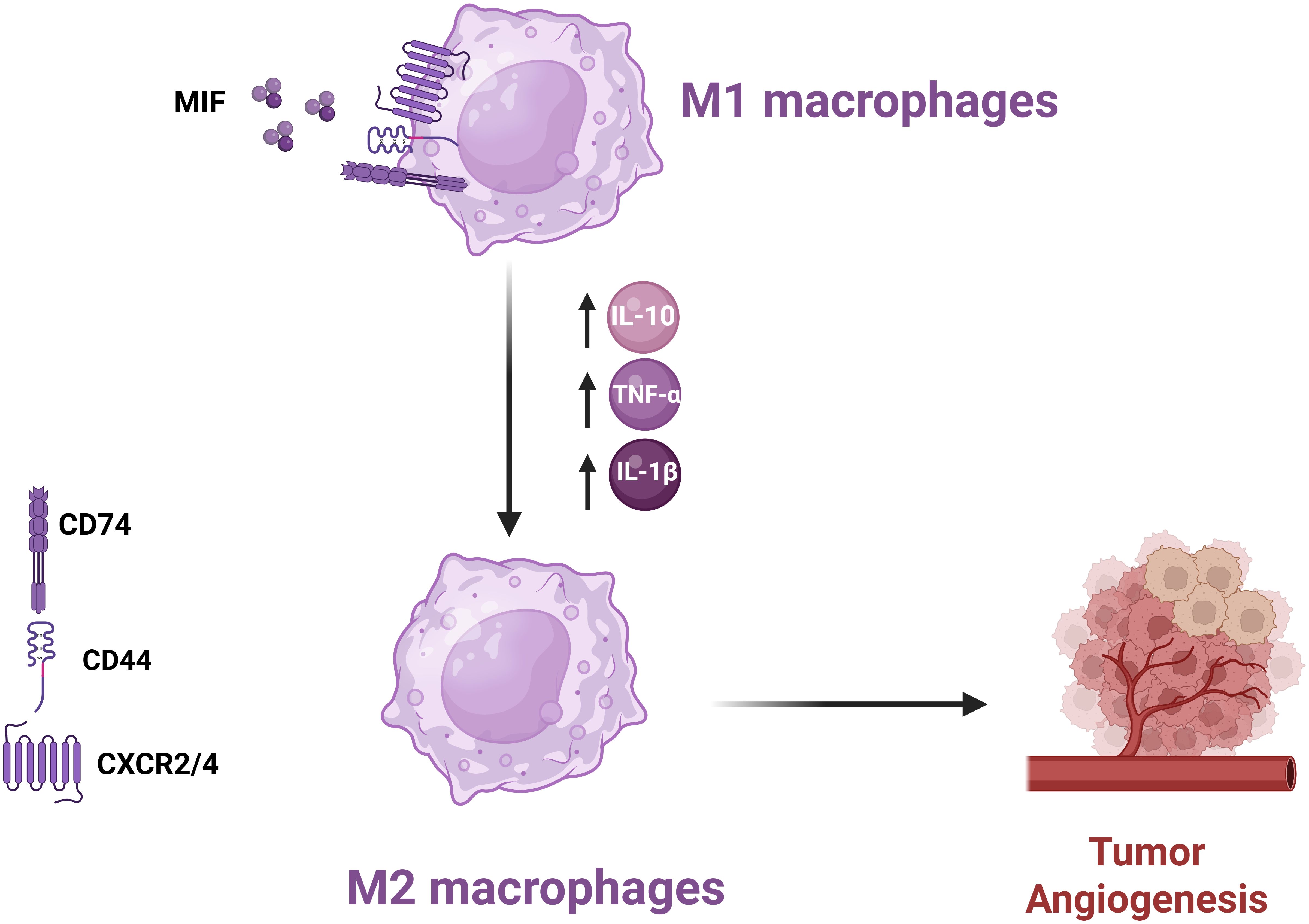 M1 macrophages are depicted interacting with MIF, binding to receptors CD74, CD44, and CXCR2/4. They transition to M2 macrophages, which secrete IL-10, TNF-α, and IL-1β, promoting tumor angiogenesis.