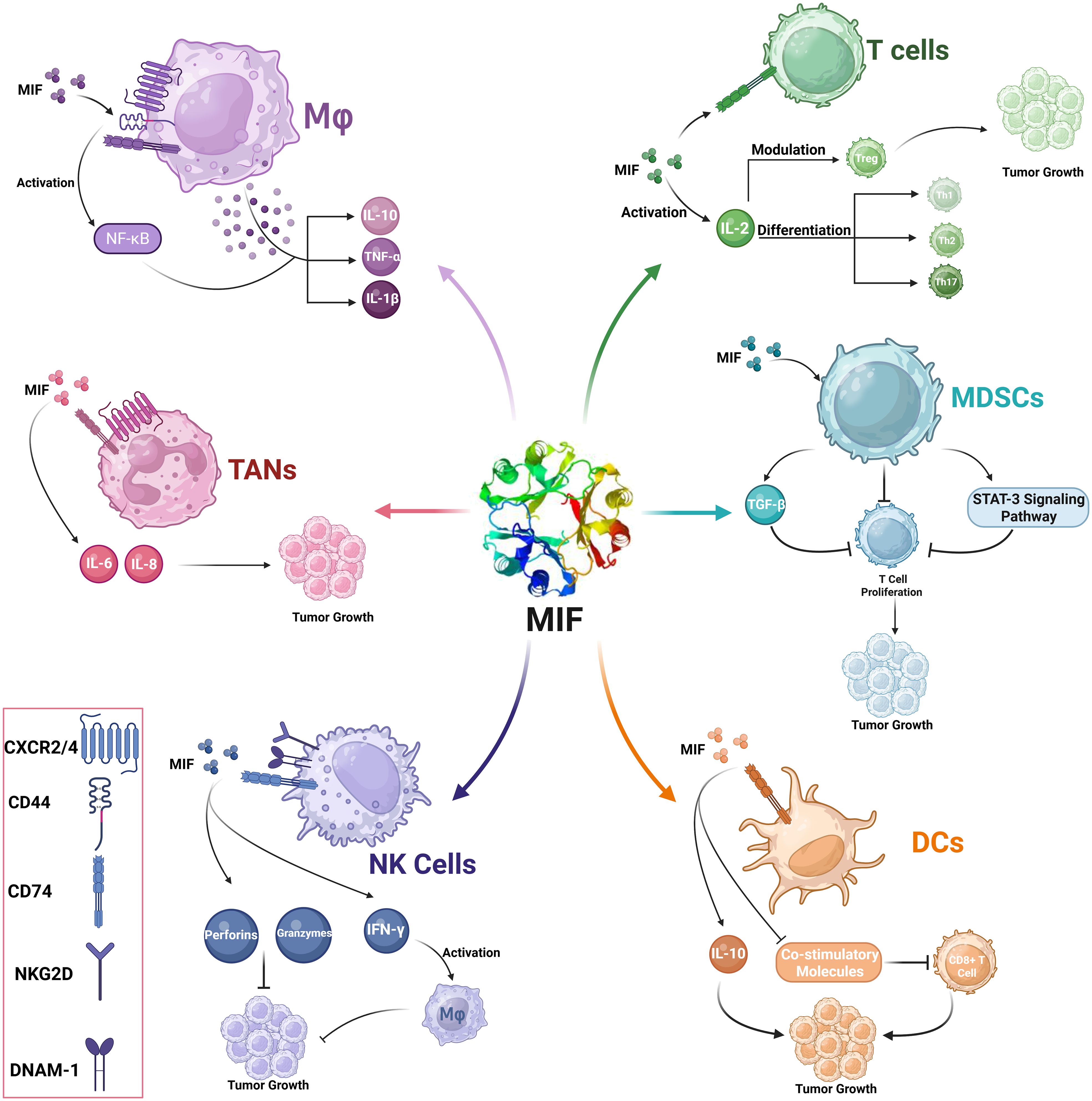 Diagram illustrating the role of Macrophage Migration Inhibitory Factor (MIF) in modulating immune cell functions and tumor growth. MIF interacts with different cells: macrophages (Mφ) releasing IL-10, TNF-α, IL-1β; T cells activating IL-2 and affecting differentiation; MDSCs through TGF-β and STAT-3 pathway; TANs producing IL-6, IL-8; NK cells releasing Perforins and IFN-γ; and DCs affecting IL-10 and co-stimulatory molecules. Each pathway promotes tumor growth, with receptors like CXCR2/4, CD44, CD74, NKG2D, and DNAM-1 highlighted.