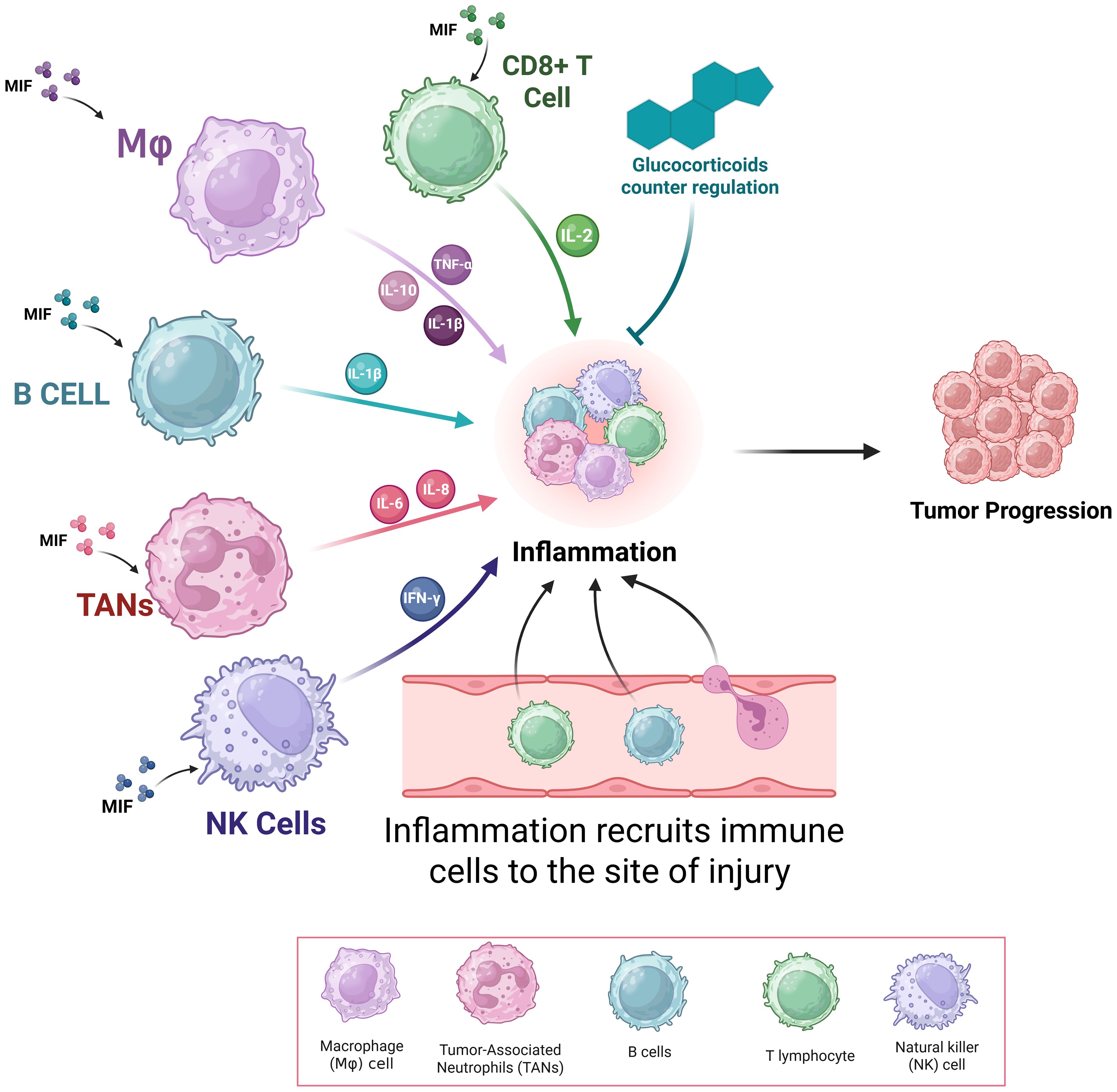 Illustration depicting immune cells like macrophages, B cells, tumor-associated neutrophils, CD8+ T cells, and NK cells interacting through cytokines such as IL-1β, IL-2, IL-6, TNF-α, and IFN-γ. These interactions lead to inflammation and immune cell recruitment, contributing to tumor progression. Glucocorticoids provide counter-regulation.