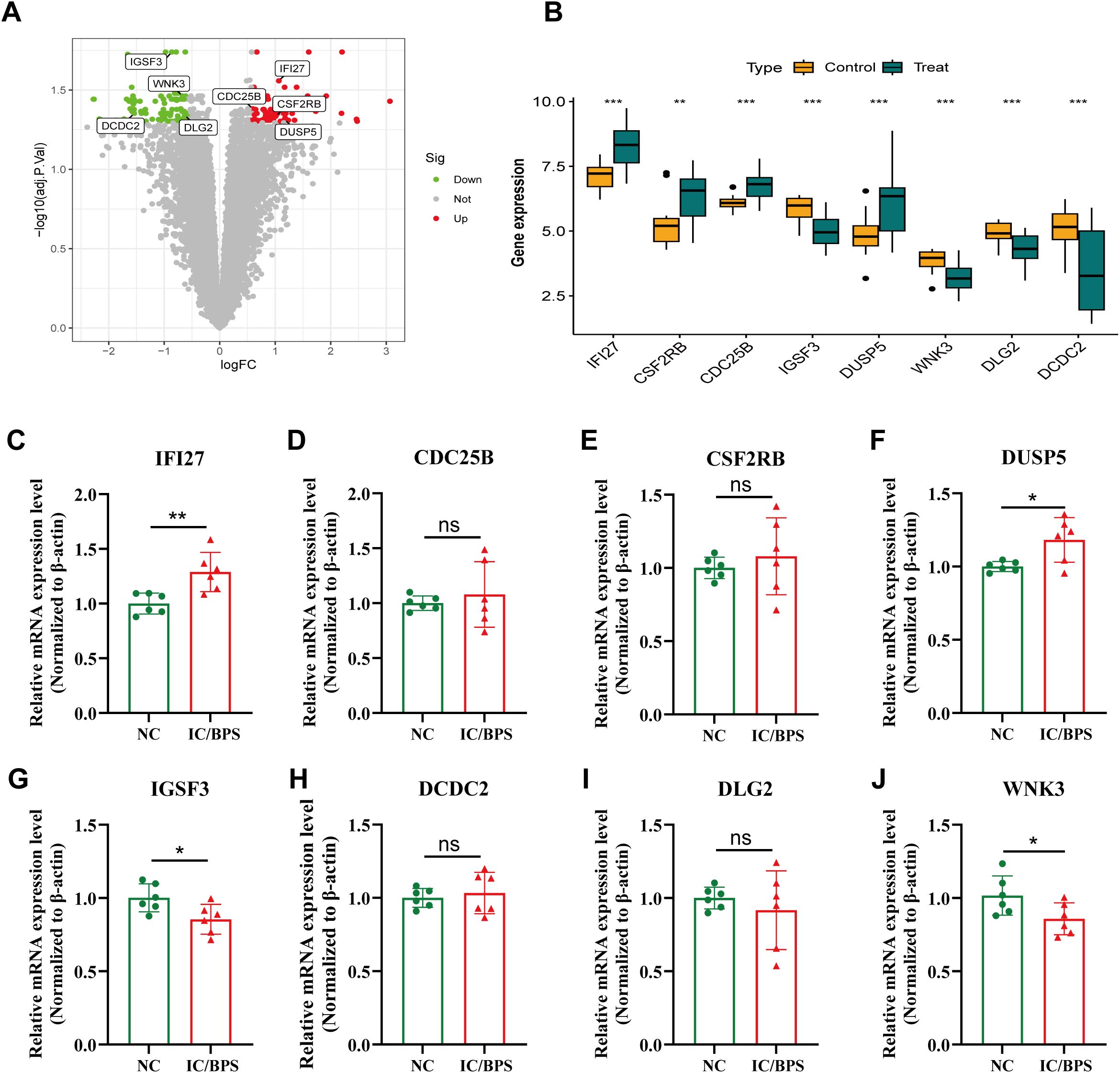 Panel A shows a volcano plot of gene expression, highlighting significant genes. Panel B displays a box plot comparing gene expression levels between control and treatment groups, with statistical significance marked. Panels C to J depict bar graphs of relative mRNA expression for specific genes (IF127, CDC25B, CSF2RB, DUSP5, IGSF3, DCDC2, DLG2, WNK3) with control and IC/BPS groups, indicating various significance levels.