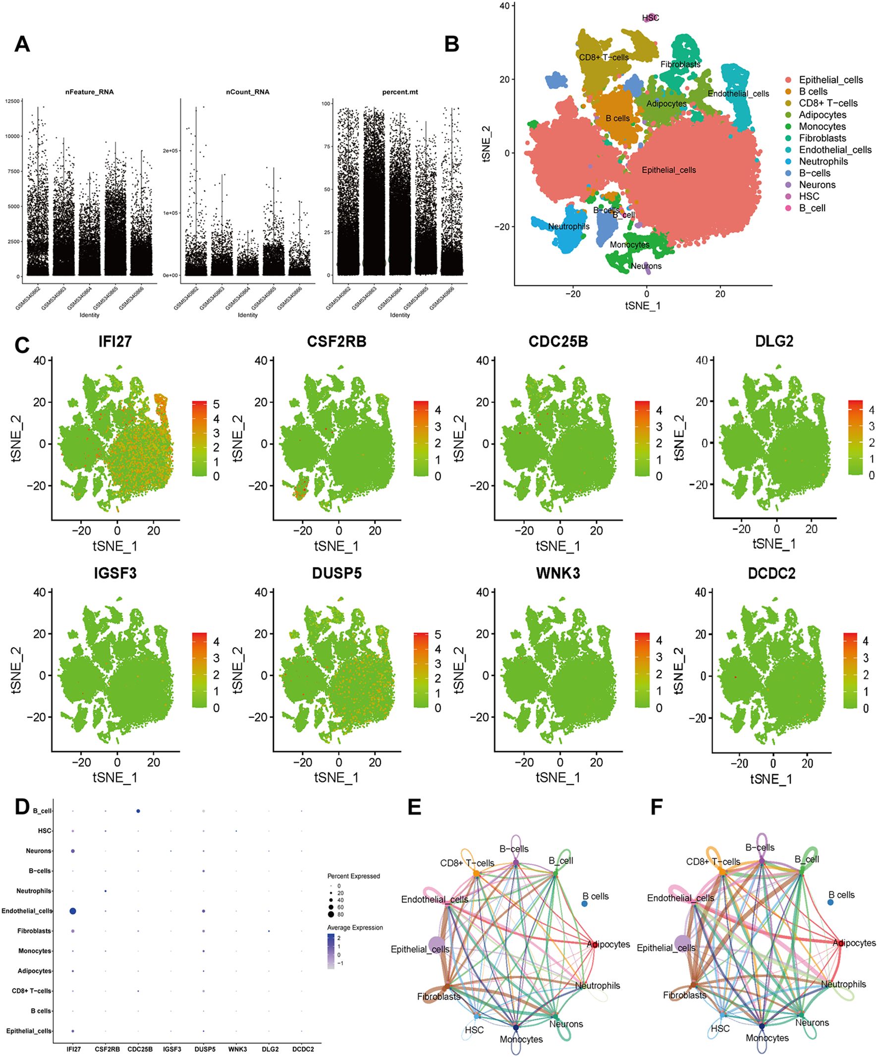 Figure A shows three scatter plots labeled nFeature_RNA, nCount_RNA, and percent.mt against Identity. Figure B is a tSNE plot of cell types, colored by cluster. Figure C includes eight tSNE plots showing expression levels for genes IFI27, CSF2RB, CDC25B, DLG2, IGSF3, DUSP5, WNK3, and DCDC2. Figure D is a dot plot showing percent and average expression across cell types for eight genes. Figures E and F are network diagrams illustrating interactions between cell types, labeled with different colored lines and nodes.