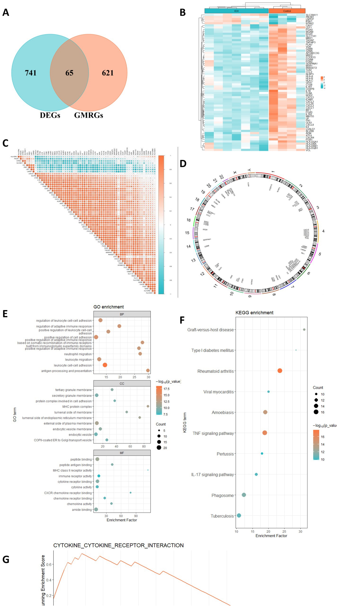 A series of plots and a Venn diagram representing statistical analyses: A) A line graph showing coefficients versus Log Lambda values with multiple lines indicating different variables.B) A binomial deviance plot against Log Lambda, with points connected by a curve.C) A plot displaying error rates from a Random Forest analysis over several trees.D) Two variable importance plots, showing Mean Decrease Accuracy and Mean Decrease Gini for different variables.E) A plot from SVM RFE analysis showing accuracy across different variable counts.F) A Venn diagram illustrating overlaps among Lasso, RandomForest, and SVM RFE features.