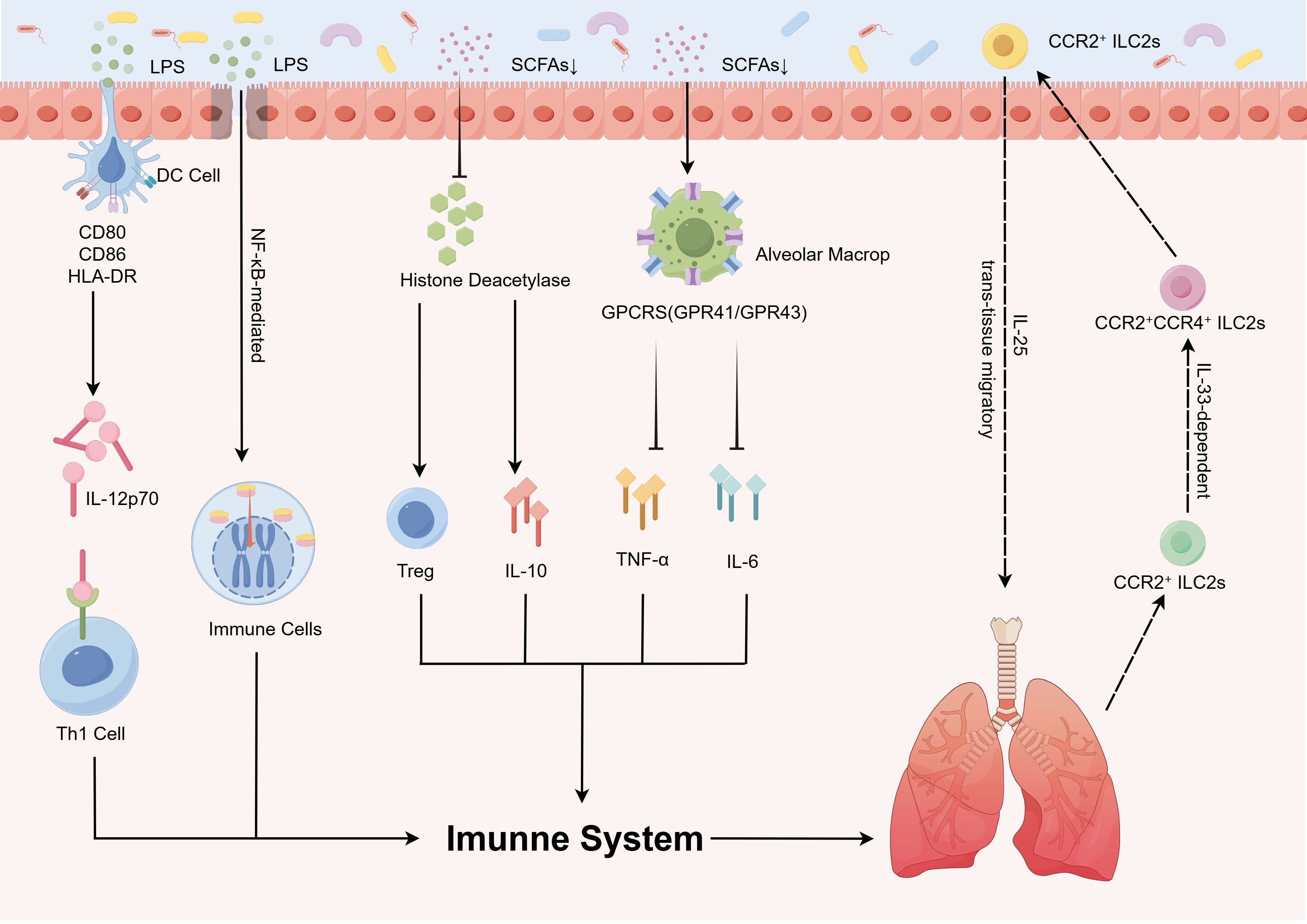Diagram illustrating immune responses in the lungs. Bacteria and compounds like LPS and SCFAs interact with lung cells, influencing immune cells and pathways. Key components include DC cells, Th1 cells, Treg, cytokines, and alveolar macrophages. Pathways involve NF-κB, IL-12p70, IL-10, TNF-α, IL-6, and GPRC signaling. CCR2+ ILC2s and trans-tissue migratory mechanisms are depicted, highlighting roles of IL-25 and IL-33 in immune regulation. The diagram emphasizes the lung's role in systemic immunity.