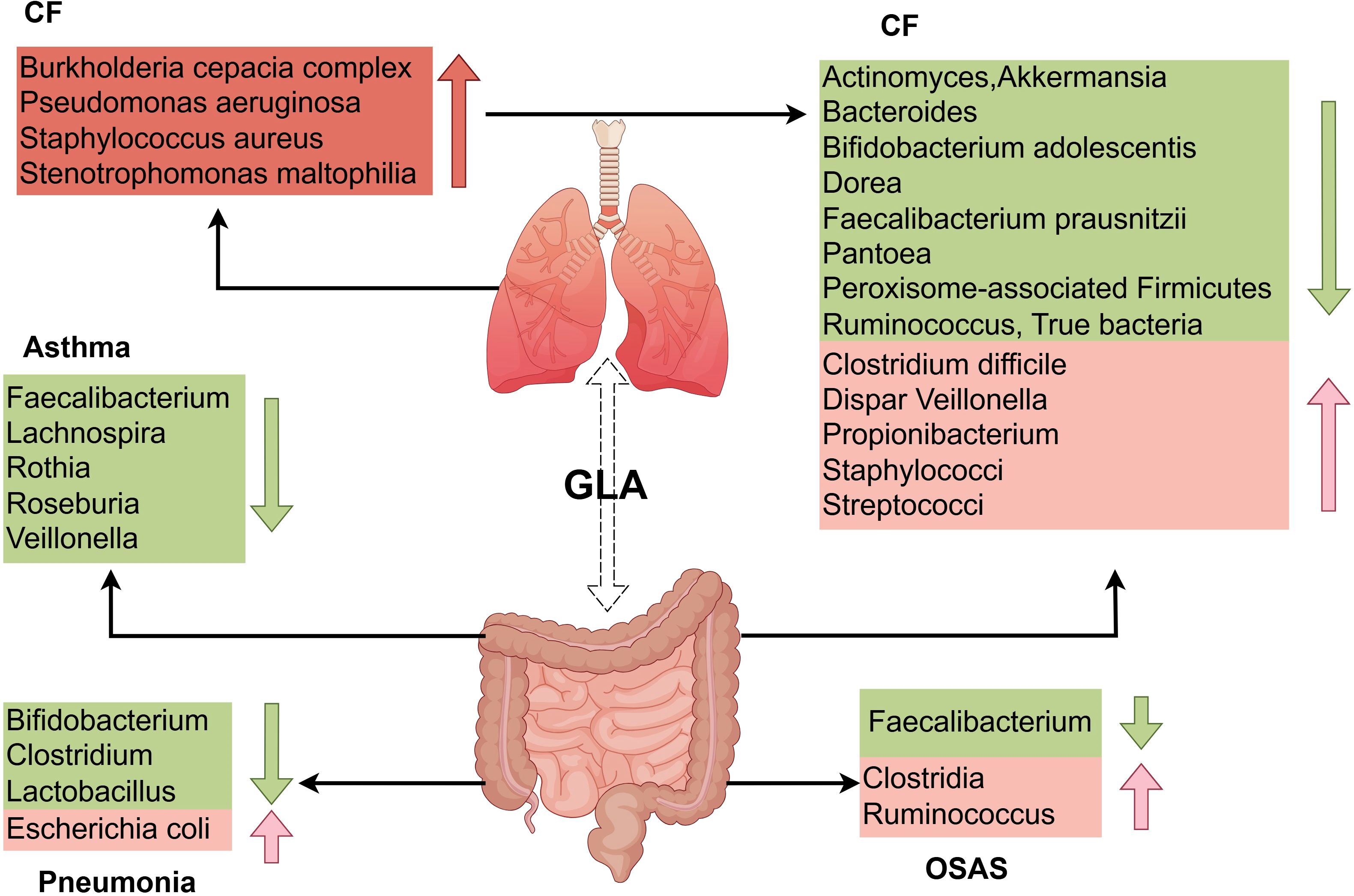 Diagram showing the relationship between lung and gut microbiota in conditions like cystic fibrosis (CF), asthma, pneumonia, and obstructive sleep apnea syndrome (OSAS). It lists various bacteria that increase or decrease in each condition, connected by arrows indicating associations between lung and gut, labeled “GLA.