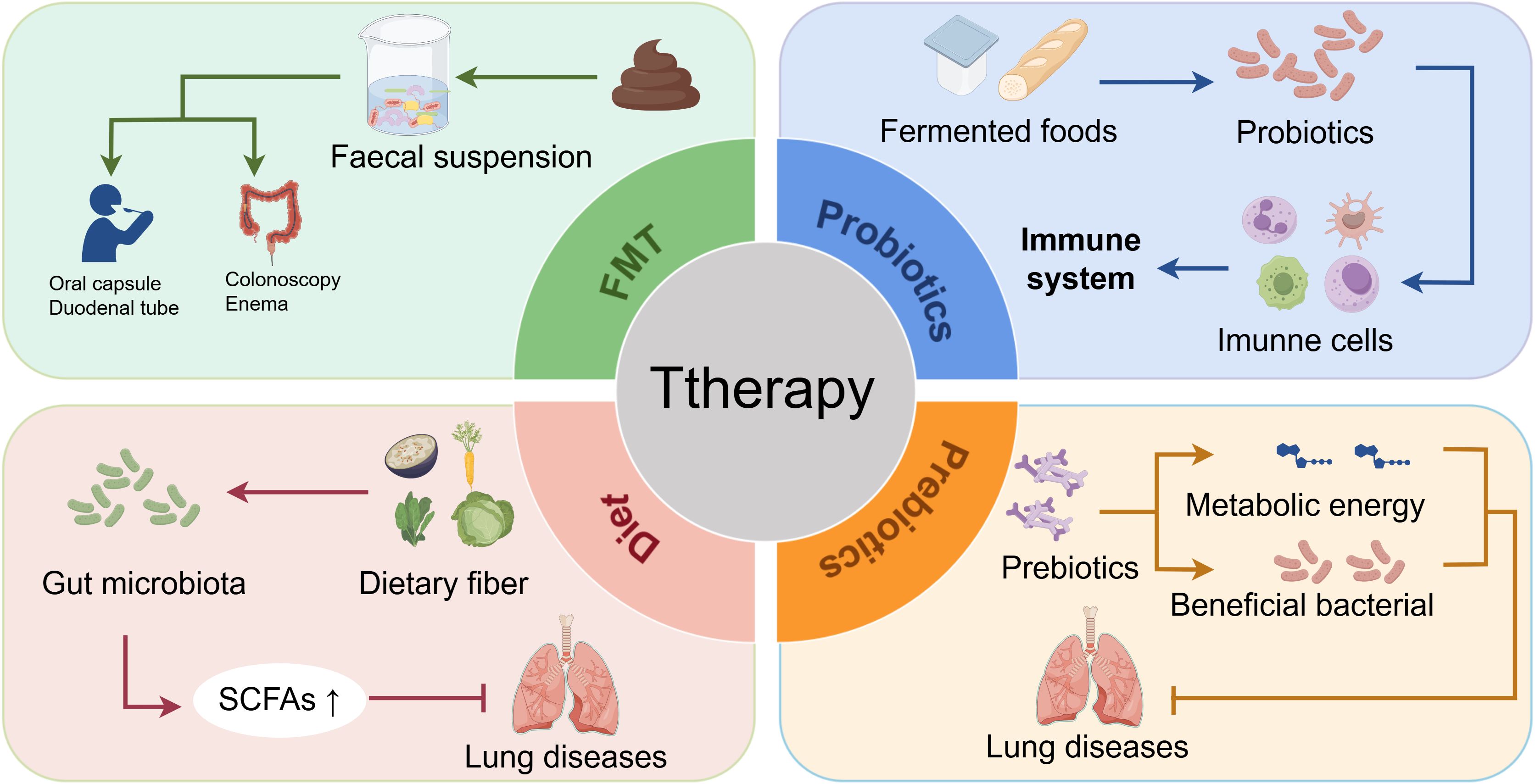 Diagram illustrating therapy approaches with four segments: FMT, probiotics, diet, and prebiotics. FMT segment shows fecal suspension delivered via oral capsule or colonoscopy. Probiotics segment lists fermented foods affecting the immune system. Diet highlights dietary fiber's impact on gut microbiota and lung diseases, increasing SCFAs. Prebiotics focus on beneficial bacteria and metabolic energy influencing lung diseases.
