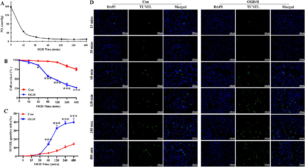 The image shows scientific data with four panels labeled A to D. Panel A is a line graph depicting POâ‚‚ levels over time in minutes under OGD conditions, declining steeply. Panel B is a line graph showing cell survival percentages over time, with a red line for control, maintaining higher levels, and a blue line for OGD, declining. Panel C displays TUNEL-positive cell percentages, with a red control line staying low and a blue OGD line increasing significantly. Panel D consists of microscopy images, showing DAPI, TUNEL, and merged staining for control and OGD/R at different time points, illustrating increasing TUNEL staining over time in OGD/R.