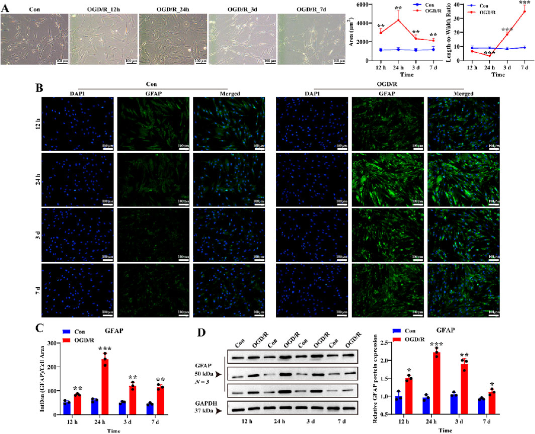 A collage contains experimental data: Panel A shows microscope images of cells under different OGD/R conditions (12h, 24h, 3d, 7d) compared to control, with two line graphs depicting changes in area and length-to-width ratio over time. Panel B includes fluorescence images of DAPI and GFAP staining across time points (12h, 24h, 3d, 7d) for control and OGD/R groups, showing merged views. Panel C presents a bar graph comparing GFAP induction between control and OGD/R. Panel D features Western blot images for GFAP and GAPDH, with an accompanying bar graph of GFAP expression levels over time.