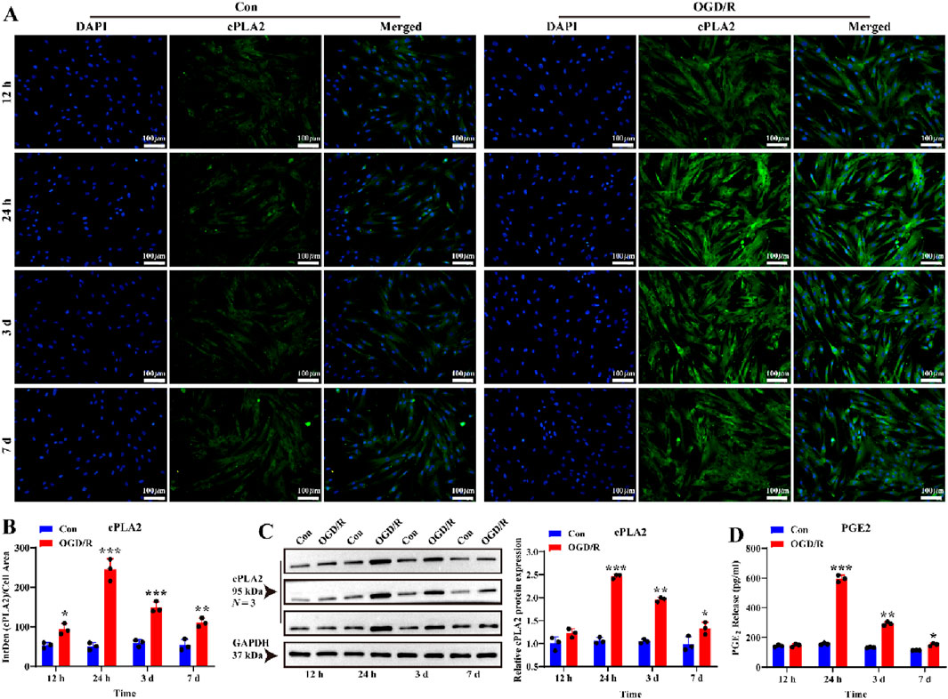 A composite image illustrates cell fluorescence and protein analysis results over time. Panel A shows fluorescent images with DAPI and cPLA2 staining for control and OGD/R conditions at 12 hours, 24 hours, 3 days, and 7 days. Panel B includes a bar graph comparing cPLA2 cell area between conditions over time. Panel C displays Western blots for cPLA2 and GAPDH, with a graph showing relative cPLA2 protein expression. Panel D presents a graph of PGE2 release levels. Statistical significance is indicated using asterisks.