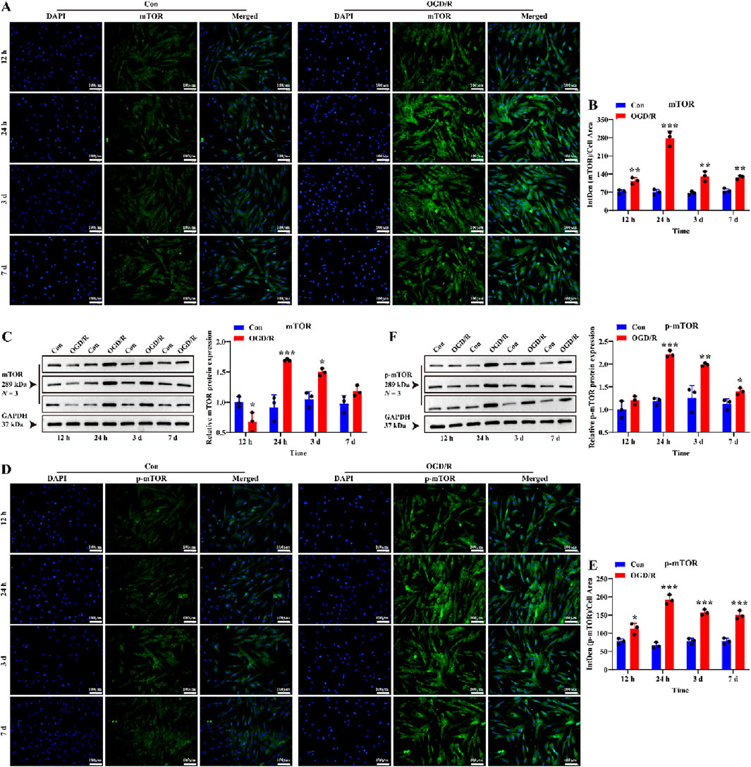 Panel A shows fluorescence microscopy images with DAPI and mTOR staining under control and OGD/R conditions over time. Panel B presents a bar graph comparing mTOR intensity between control and OGD/R groups. Panel C includes Western blot analysis of mTOR expression at different time points and a corresponding bar graph. Panel D displays fluorescence images with DAPI and p-mTOR staining under similar conditions. Panel E provides a bar graph for p-mTOR intensity. Panel F contains Western blot results for p-mTOR expression and a related bar graph. Each graph and image compares results over a span of 12 hours to 7 days.