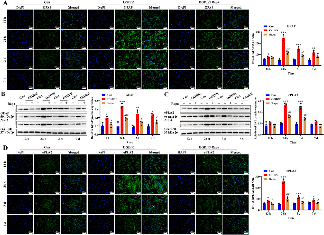 Panel A shows immunofluorescence of GFAP expression in cells under different treatments: Con, OGD/R, and OGD/R+Rapa at 12 hours, 24 hours, 3 days, and 7 days. Panel B displays Western blot analysis of GFAP with a bar graph showing relative protein expression. Panel C includes Western blot analysis of cPLA2 with a corresponding bar graph for expression levels. Panel D presents immunofluorescence of cPLA2 under similar conditions and durations to Panel A. Scale bars and error bars are present for quantification.