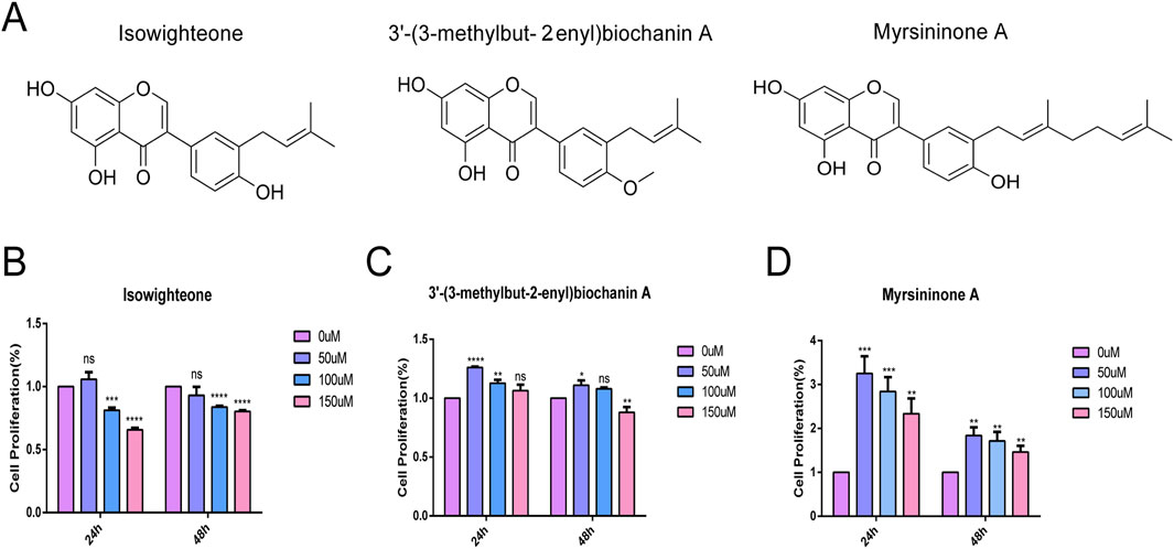 Chemical structures and bar graphs of Isowighteone, 3’-(3-methylbut-2-enyl)biochanin A, and Myrsininone A show their effects on cell proliferation. Graphs display varying concentrations: 0 micromolar, 50 micromolar, 100 micromolar, and 150 micromolar over 24 and 48 hours. Statistical significance is indicated by asterisks, with no significance marked as
