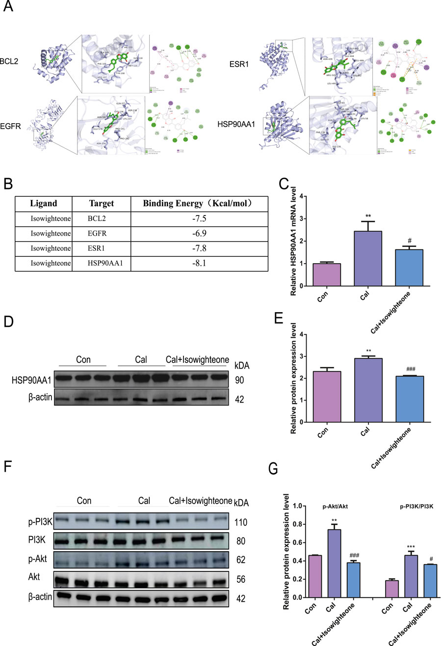 Illustrations of molecular docking with targets BCL2, EGFR, ESR1, and HSP90AA1 displaying binding interactions with isowighteone. A table lists binding energies of the ligand with each target. A bar graph shows relative HSP90AA1 mRNA levels for control, calyculin-treated, and calyculin with isowighteone groups. A Western blot displays HSP90AA1 and β-actin expression under the same conditions, with corresponding bar graph of relative protein expression. Another Western blot shows levels of p-PI3K, PI3K, p-Akt, Akt, and β-actin, with a related bar graph of relative p-Akt/Akt and p-PI3K/PI3K expression levels.