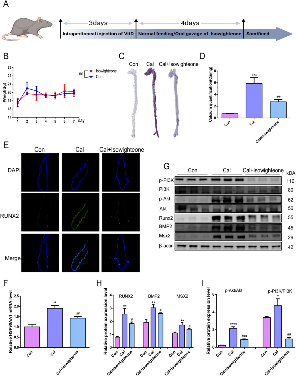 Frontiers | Isowighteone attenuates vascular calcification