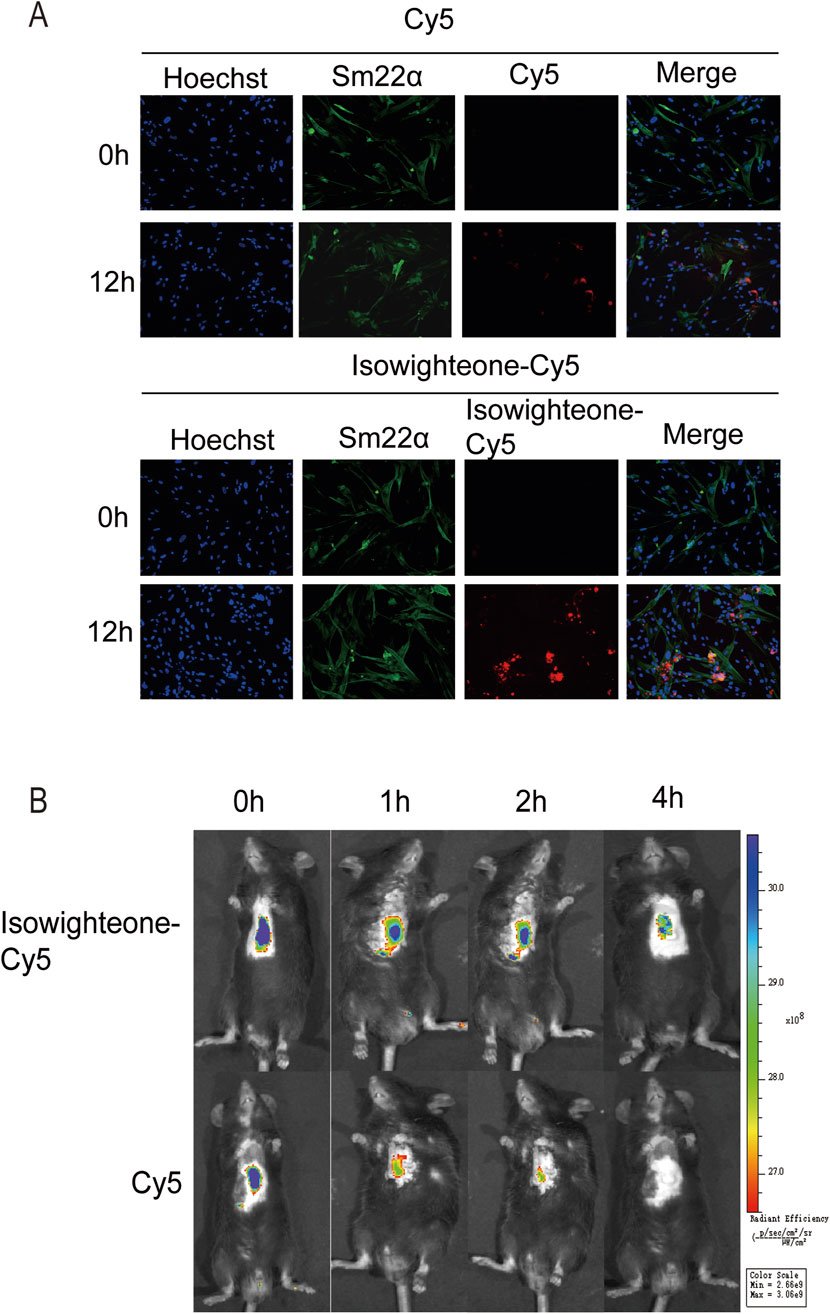 Panel A shows fluorescence imaging of cells treated with Cy5 and Isowighteone-Cy5 at 0 and 12 hours, using Hoechst and Sm22α stains. Panels display individual and merged channels to show localization. Panel B displays in vivo imaging of mice treated with Isowighteone-Cy5 and Cy5 over a time course of 0, 1, 2, and 4 hours. Radiant efficiency is indicated using a color scale on the right.