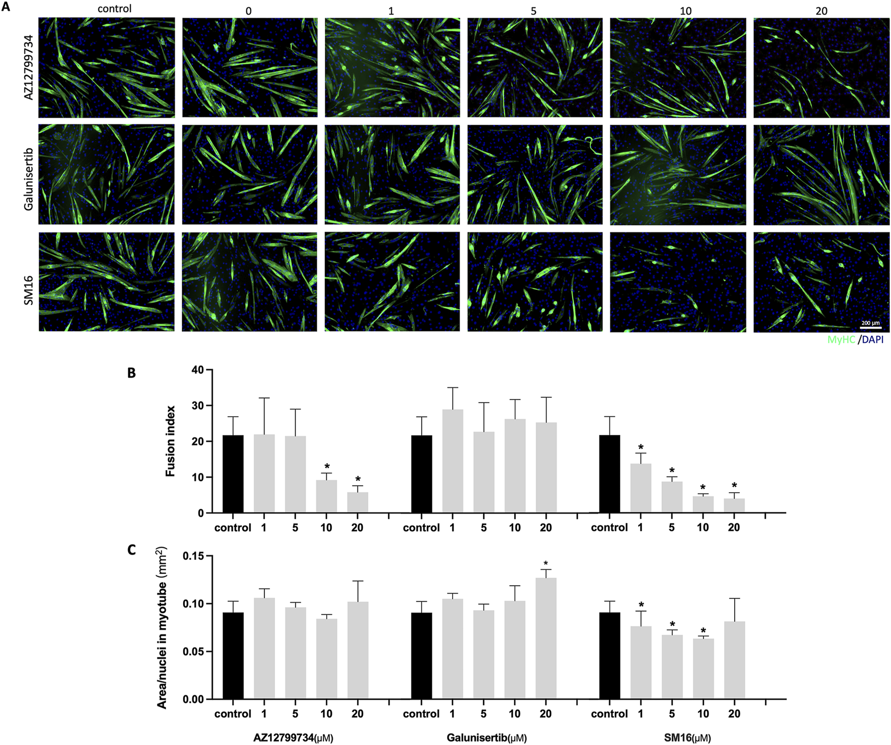Fluorescent microscopy images and bar charts showing the effects of AZ12799734, Galunisertib, and SM16 on cell morphology and metrics. Panel A displays cells stained with MyHC (green) and DAPI (blue) under different treatment conditions. Panel B shows a bar chart of fusion index across various concentrations, and Panel C depicts the area per nuclei in myotubes. Asterisks indicate statistically significant differences compared to the control group.