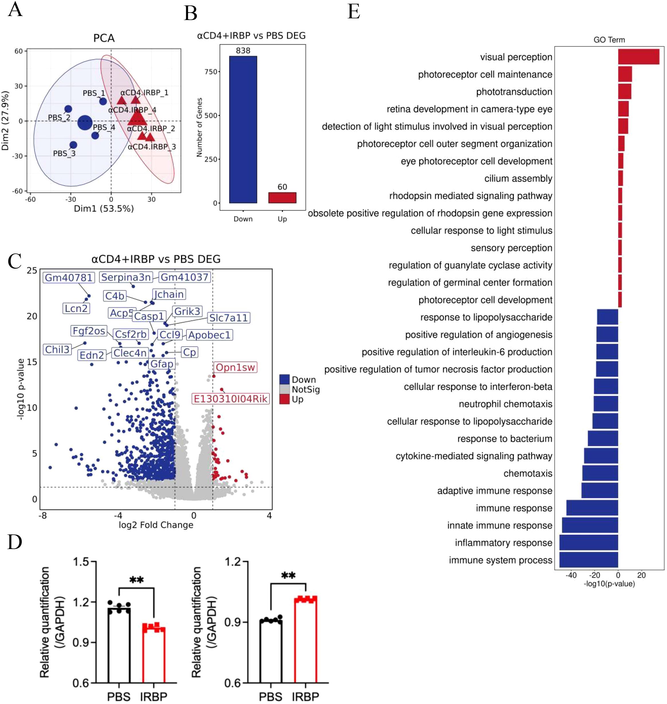Grouped scientific images include: A) PCA plot showing sample clustering; B) Bar graph of differentially expressed genes with 838 downregulated and 60 upregulated; C) Volcano plot with gene labels, highlighting significant changes; D) Bar graphs comparing PBS and IRBP groups for two genes, demonstrating significant differences; E) Bar graph of GO terms, indicating enrichment related to visual perception and immune response.