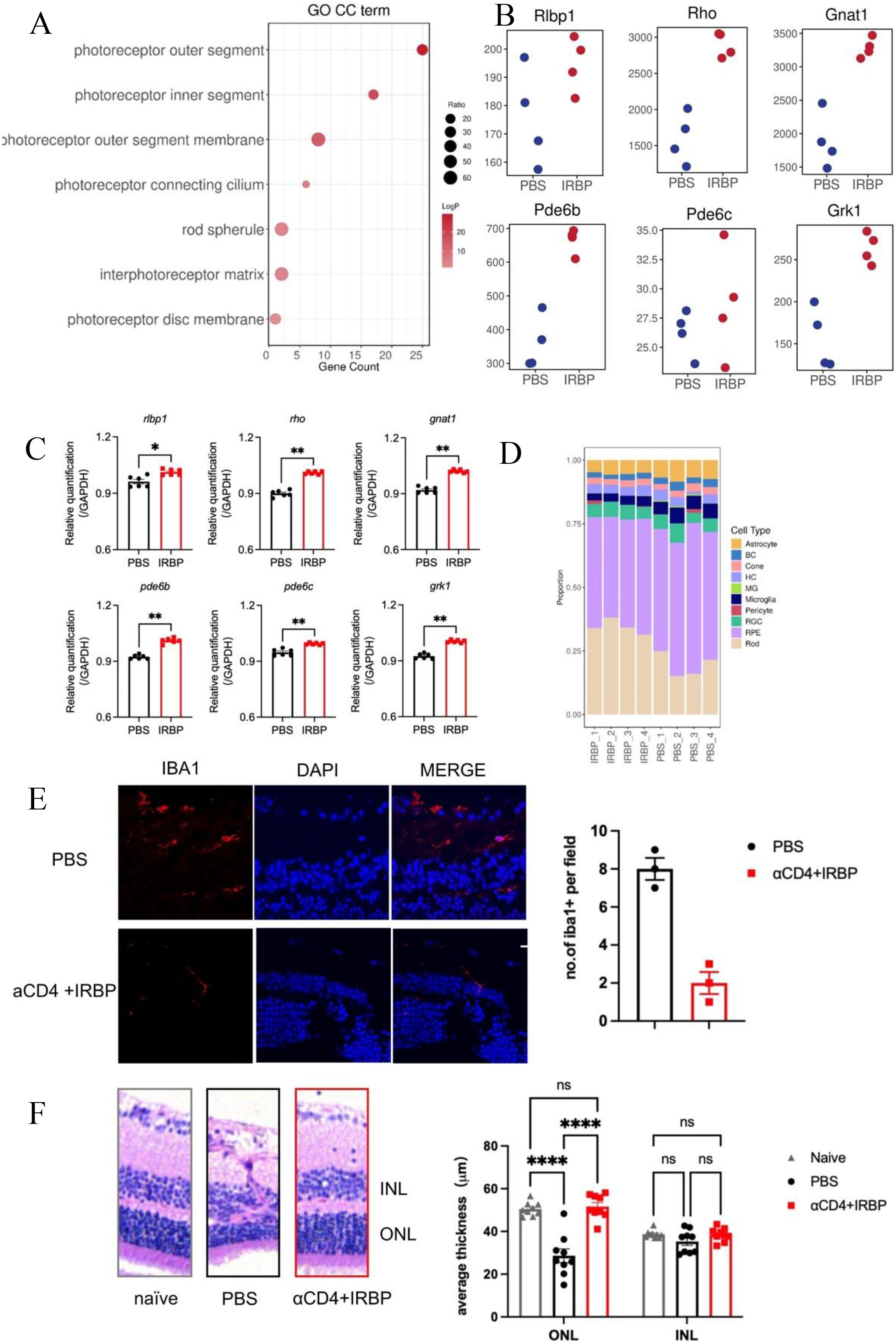 Panel A shows a dot plot for gene ontology terms related to photoreceptors. Panel B includes scatter plots of gene expression levels for Rlbp1, Rho, Gnat1, Pde6b, Pde6c, and Grk1, comparing PBS and IRBP treatments. Panel C displays bar charts for relative gene quantification with standard deviations. Panel D presents stacked bar charts of cell type proportions in IRBP and PBS conditions. Panel E contains immunofluorescence images of IBA1 and DAPI staining with a quantification graph. Panel F shows histological images of retinal layers with a bar graph of average thickness measurements.