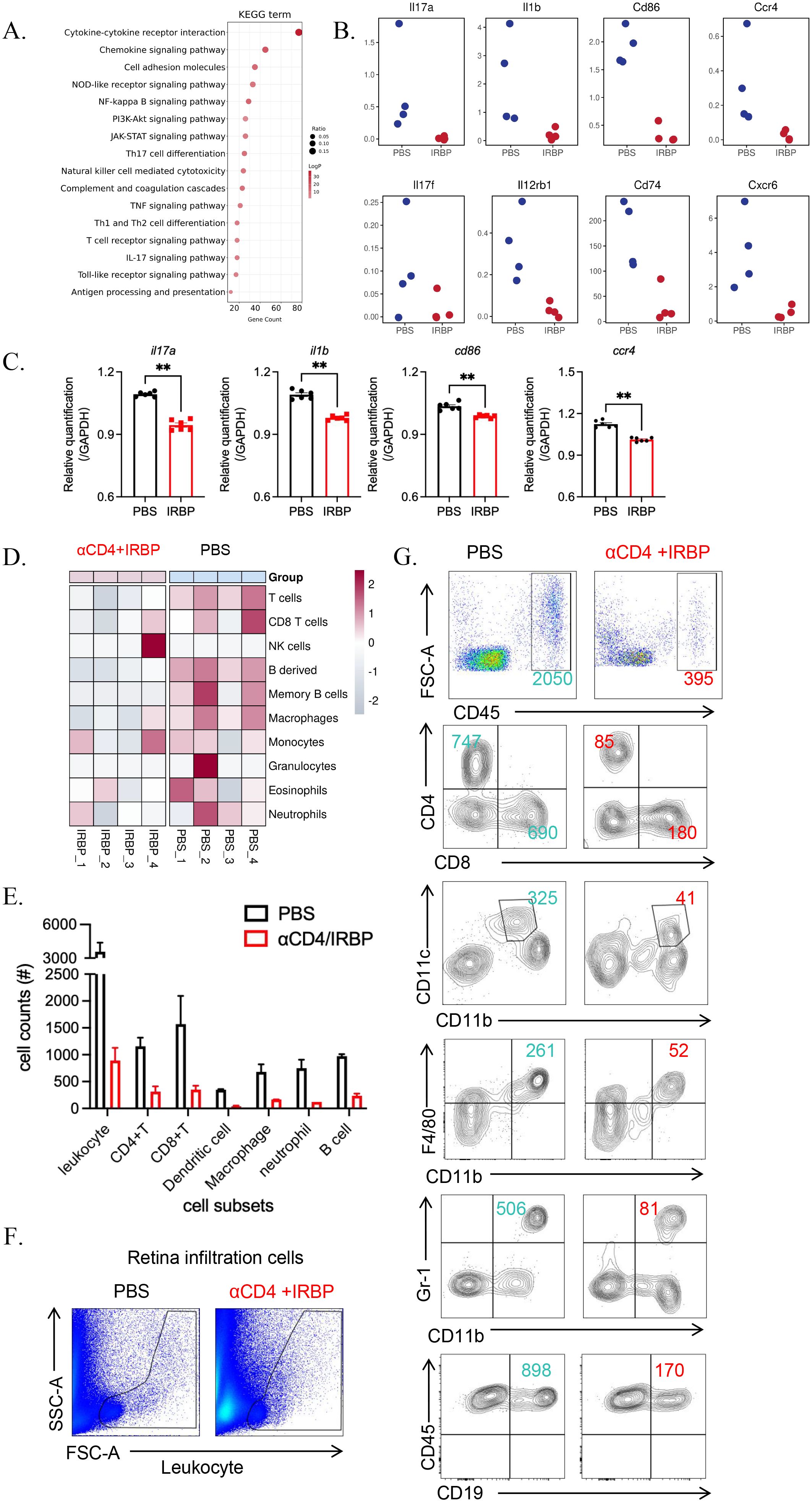 A series of biological data visualizations. Panel A shows a dot plot of KEGG pathway terms with gene counts and significance levels. Panel B presents scatter plots of gene expression levels (Il17a, Il17f, Il12rb1, Il1b, Cd86, Cd74, Ccr4, Ccr6) comparing IRBP and PBS groups. Panel C displays bar graphs of relative gene expression quantification for specific genes. Panel D is a heatmap of immune cell type distribution comparing groups. Panel E is a bar chart showing cell counts for various immune cell subsets. Panel F features flow cytometry plots of retina infiltration cells. Panel G includes flow cytometry plots demonstrating leukocyte subpopulations in PBS and aCD4+IRBP groups.