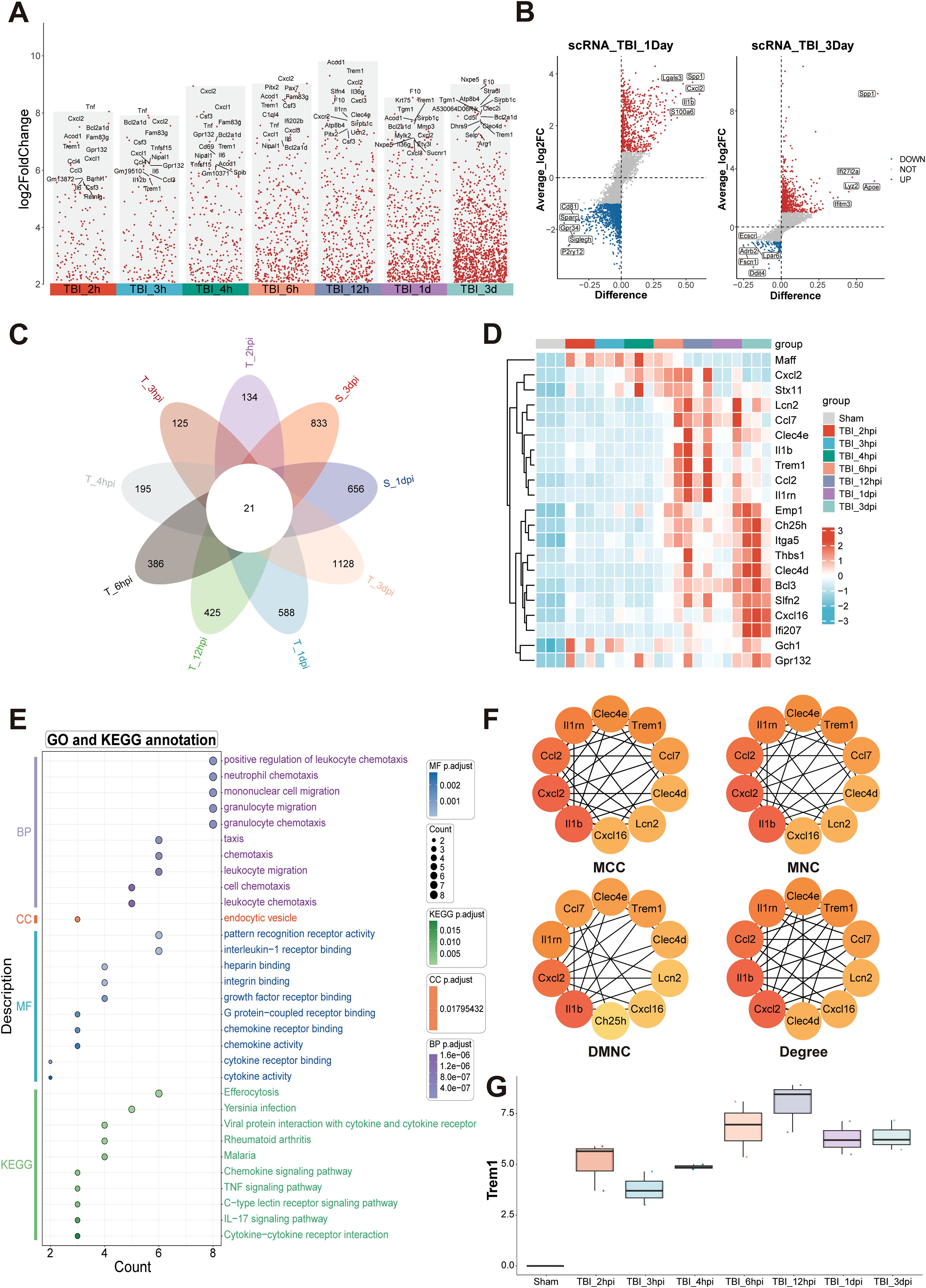 A multi-panel scientific illustration displays various analyses of traumatic brain injury (TBI) data. Panel A shows a graph with log2 fold change over time. Panel B includes scatter plots depicting gene expression differences on day one and day three post-TBI. Panel C features a Venn diagram illustrating overlapping gene sets at different time points. Panel D presents a heat map of gene expression across groups. Panel E shows a GO and KEGG annotation dot plot. Panel F has network diagrams showing gene interactions. Panel G contains a box plot comparing Trem1 expression across time points post-TBI.