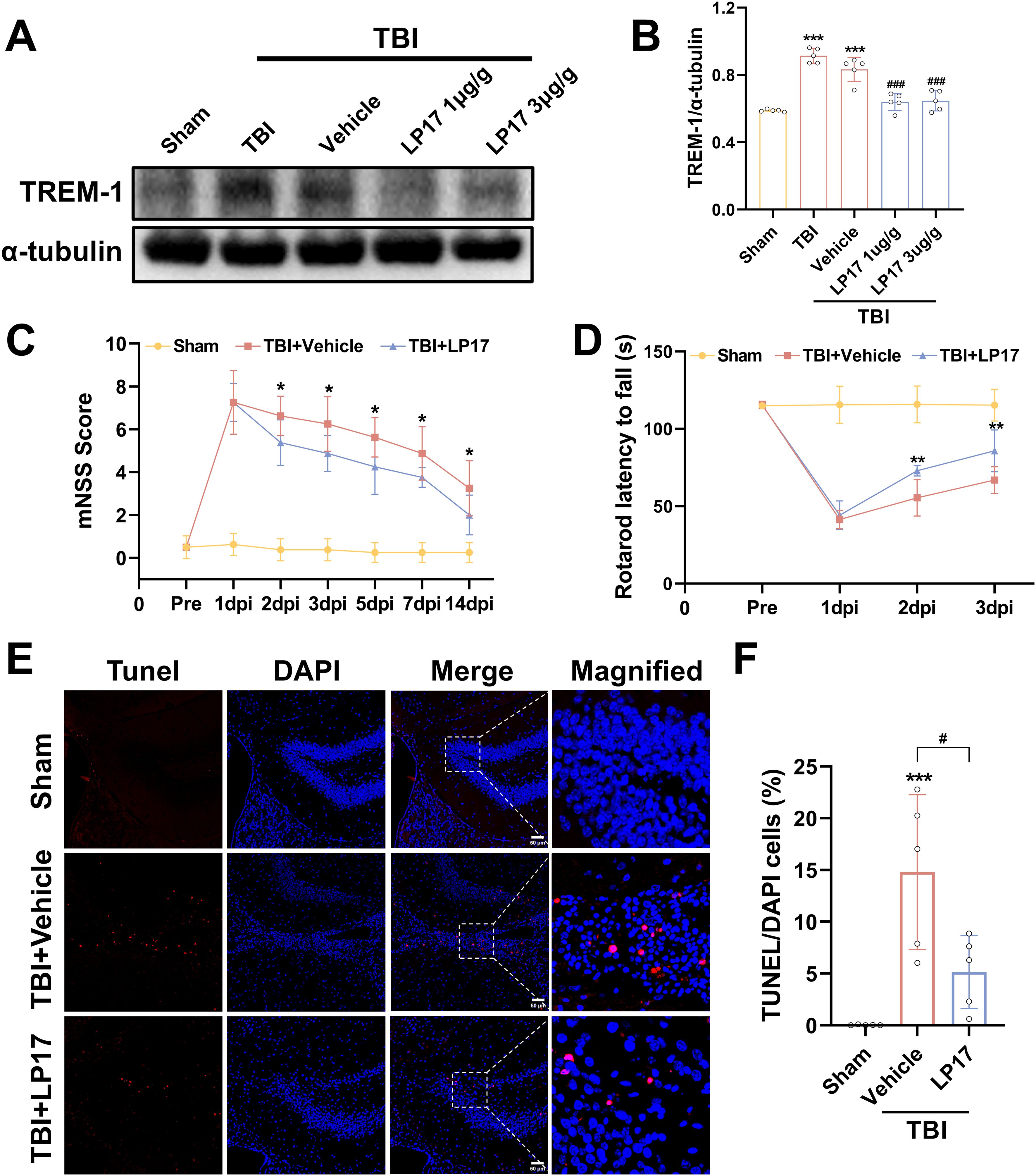 A scientific figure with multiple panels showing the effects of TBI and LP17 treatment. Panel A presents a Western blot analysis of TREM-1 and α-tubulin levels across different treatments. Panel B is a bar graph showing the ratio of TREM-1/α-tubulin, with significant differences indicated by asterisks and hashes. Panel C is a line graph of mNSS score changes over time in different groups, showing reduced scores in LP17-treated subjects. Panel D is a line graph of rotarod latency to fall, indicating improvements with LP17 treatment. Panel E shows TUNEL and DAPI staining of tissue sections, with Sham, TBI+Vehicle, and TBI+LP17 groups in different rows. Panel F is a bar graph quantifying TUNEL/DAPI cell percentages, with significant changes in the TBI+Vehicle group compared to others.