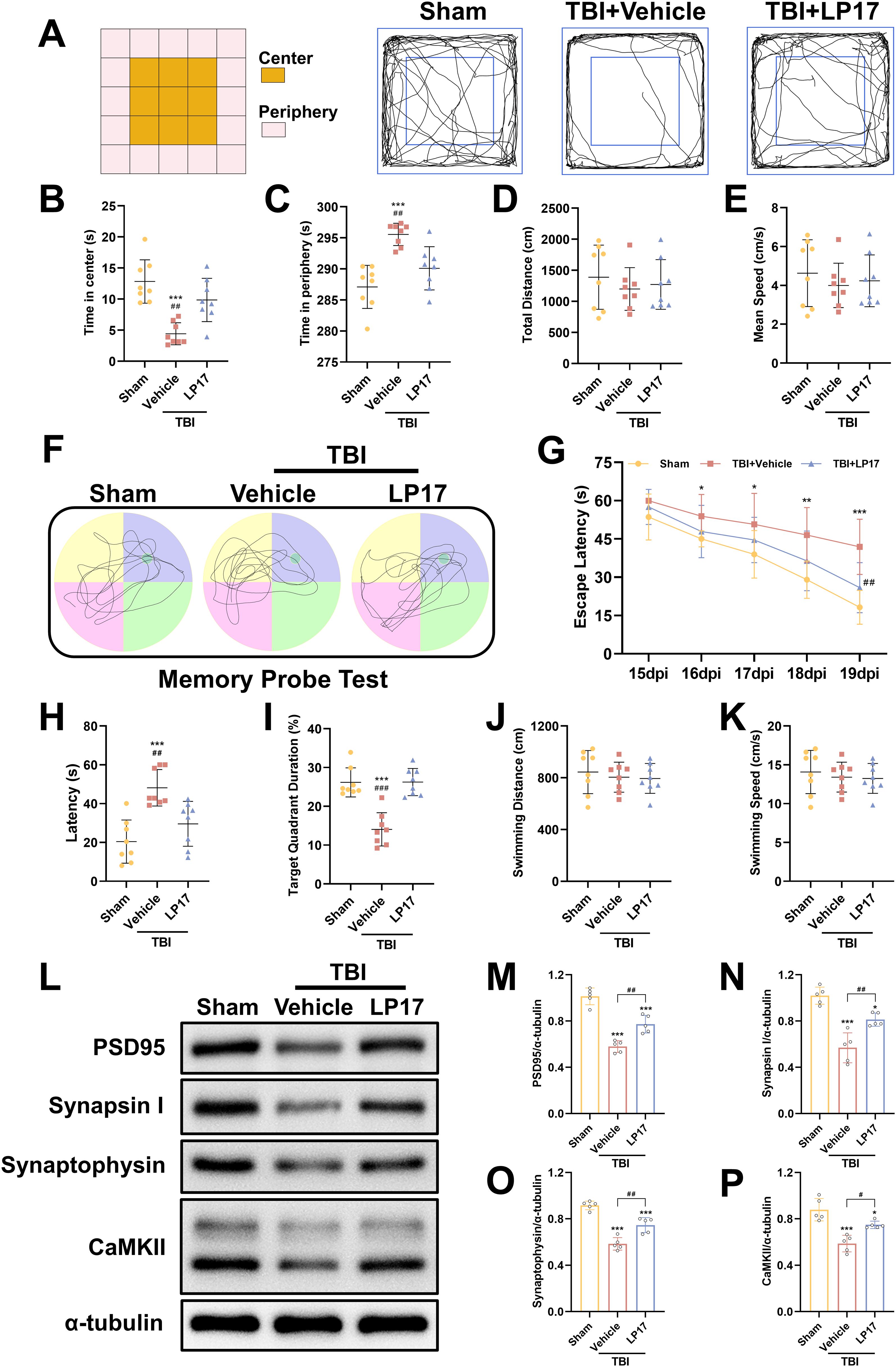 Graphs and images compare behavioral and biochemical outcomes in different experimental groups: Sham, TBI with Vehicle, and TBI with LP17. Panel A illustrates exploration patterns; B to E exhibits time spent in center, periphery, distance, and speed. F to K show maze test results with escape latency. L depicts protein expression for PSD95, Synapsin I, Synaptophysin, CaMKII against α-tubulin, and M to P present corresponding quantifications. Statistical significance is indicated, showing behavioral and molecular changes influenced by TBI and LP17 treatment.