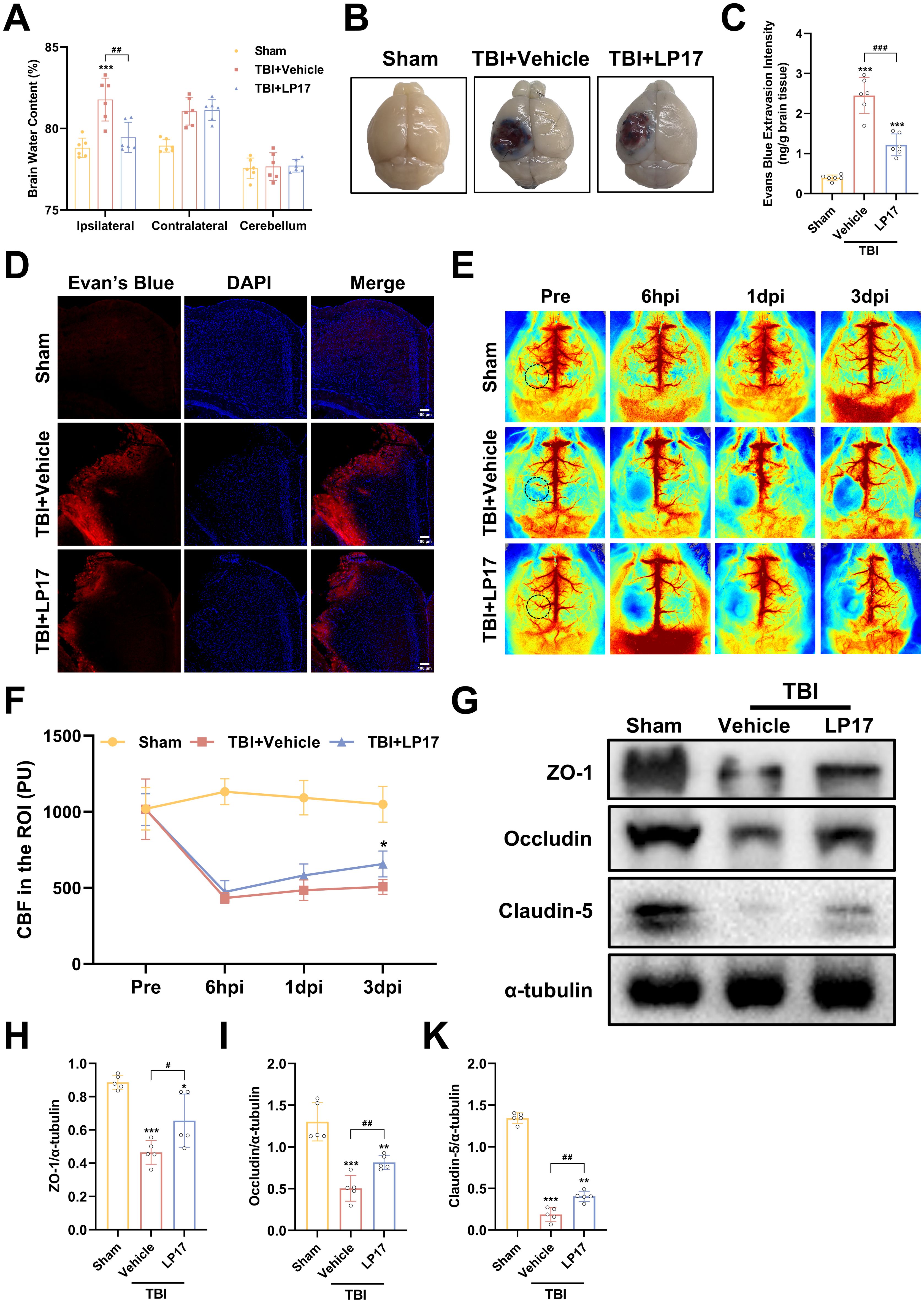 A scientific figure depicting multiple aspects of a study on brain injury and treatment effects with several panels: (A) Bar graph showing brain water content across different conditions. (B) Photos of brains from different treatment groups. (C) Bar graph illustrating Evans Blue extravasation. (D) Microscopic images showing stained brain sections with Evans Blue and DAPI. (E) Brain heat maps showing cerebral blood flow over time. (F) Line graph tracking cerebral blood flow. (G) Blot images for protein expression of ZO-1, Occludin, Claudin-5. (H-K) Bar graphs quantifying protein levels relative to alpha-tubulin.