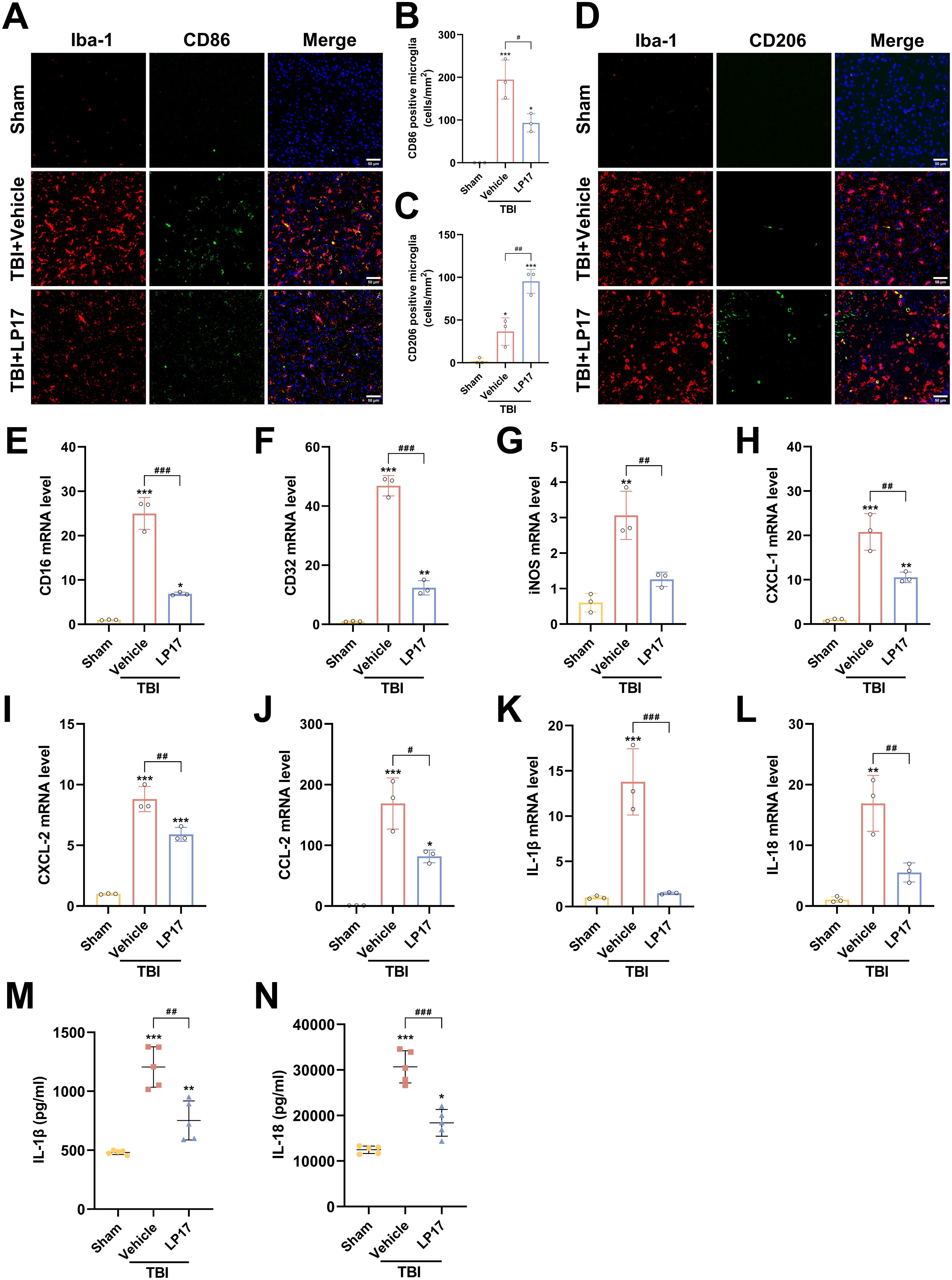 Fluorescence micrographs and bar graphs show the effects of LP17 treatment on microglial activation markers and mRNA levels in a traumatic brain injury (TBI) model. Panels A and D display Iba-1, CD86, and CD206 markers. Panels B and C present CD86 and CD206 positive microglial counts, respectively. Panels E to L depict the mRNA levels of inflammatory markers such as CD16, CD32, iNOS, CXCL-1, CCL-2, IL-1β, and IL-18. Panels M and N show IL-1β and IL-18 protein levels. Statistical significance is indicated with asterisks and hash marks.