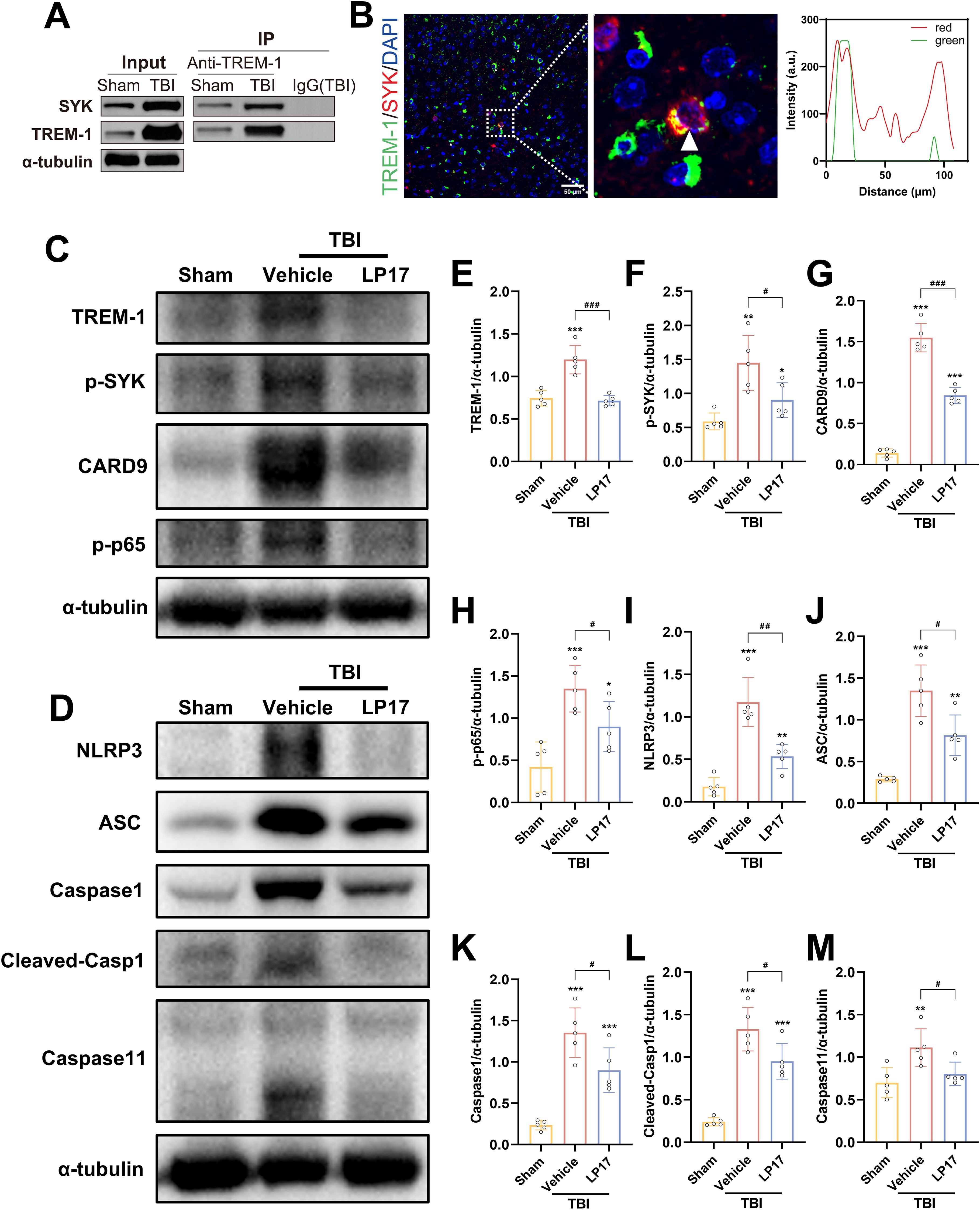 Western blot images and immunofluorescence analysis related to TREM-1 signaling. Panel A shows protein interaction results. Panel B displays fluorescence microscopy with a line intensity profile graph. Panels C and D depict blots for proteins involved in inflammation. Panels E to M present bar graphs quantifying protein levels relative to α-tubulin across sham, vehicle, and LP17-treated TBI conditions, highlighting significant differences denoted by asterisks and hash marks.