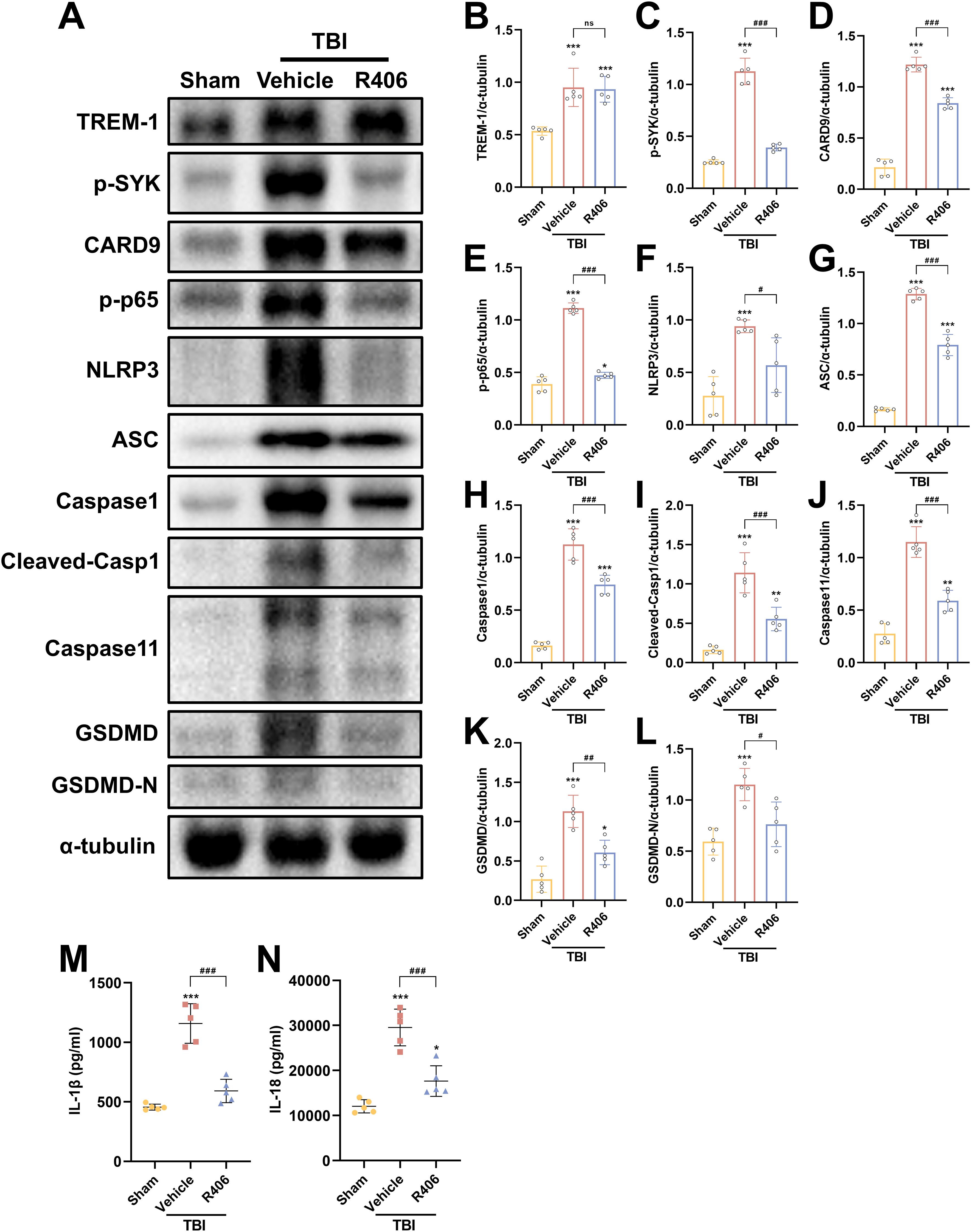 Western blot analysis and bar graphs showing protein expression levels in a traumatic brain injury (TBI) study. Panel A displays protein bands, including TREM-1, p-SYK, CARD9, p-p65, NLRP3, ASC, Caspase 1, Cleaved-Casp1, Caspase 11, GSDMD, and GSDMD-N, with α-tubulin as a loading control. Panels B to L present corresponding quantifications as bar graphs for sham, vehicle, and R406 treatments. Panels M and N show IL-1β and IL-18 levels in picograms per milliliter. Statistical significance is indicated by symbols above the bars.