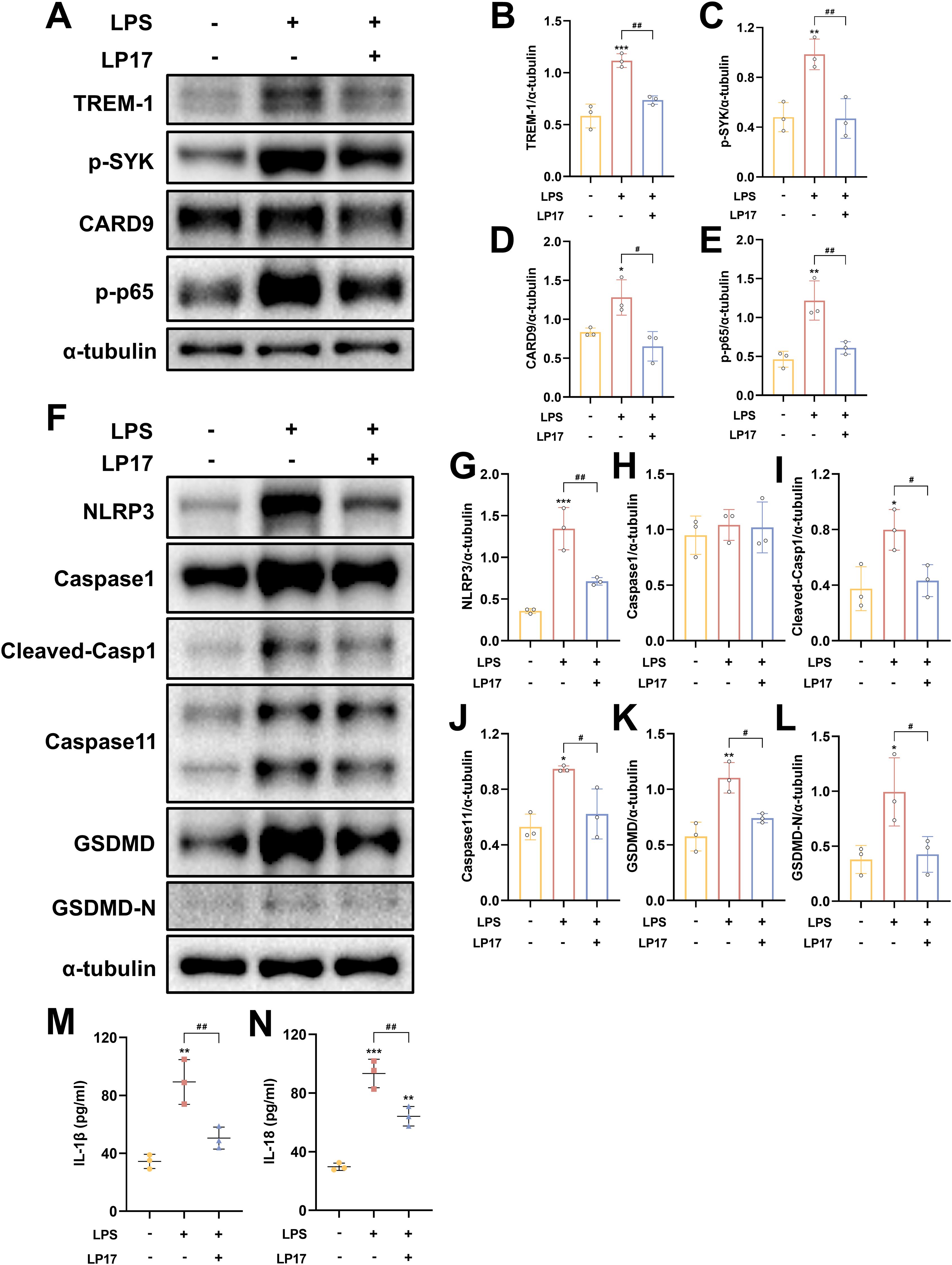 Western blot and bar graph analysis showing the effect of LPS and LP17 treatments on protein expression. Panels A and F display Western blots of TREM-1, p-SYK, CARD9, p-p65, NLRP3, Caspase1, Cleaved-Casp1, Caspase11, GSDMD, and GSDMD-N, with α-tubulin as the loading control. Panels B to E and G to L are corresponding bar graphs quantifying the expression levels. Panels M and N display IL-1β and IL-18 levels measured in pg/mL, illustrating the biological impact of the treatments. Statistical significance is indicated on the graphs.