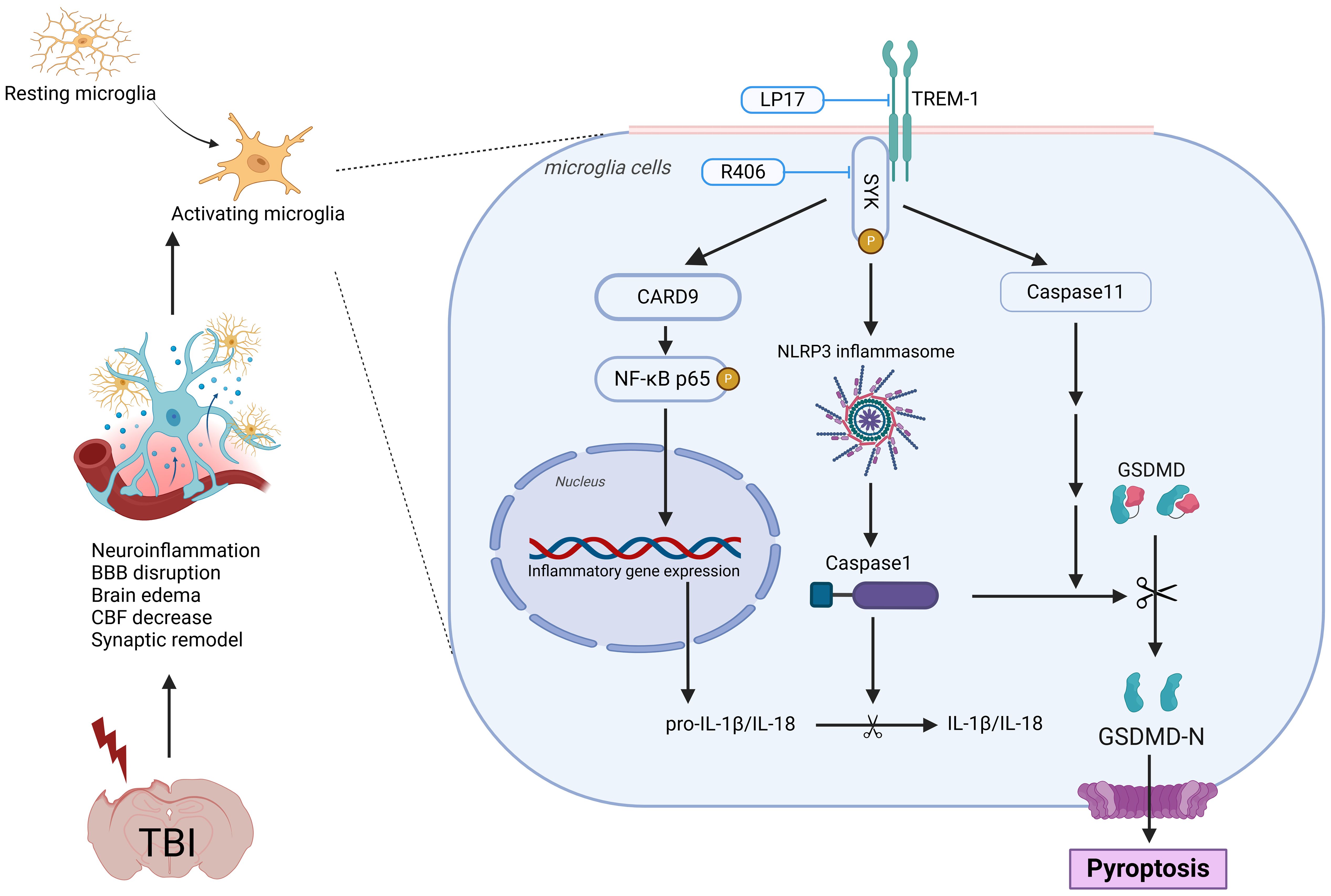 Diagram illustrating the pathway of microglia activation following traumatic brain injury (TBI). Resting microglia become activated, leading to effects like neuroinflammation and BBB disruption. Key components include TREM-1, SYK, CARD9, NLRP3 inflammasome, and caspase enzymes. The pathway results in inflammatory gene expression and pyroptosis, with IL-1β and IL-18 production.