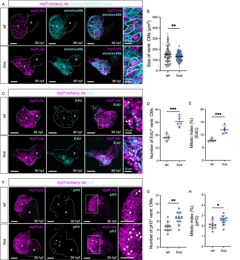 Fluorescent images and graphs show cardiac muscle cell experiments in zebrafish embryos. Panels A, C, and F compare wild type (wt) and homozygous mutant (hos) embryos using markers like myl7, minUnc45b, EdU, and phosphorylated H3 (pH3). Insets highlight detailed cellular structures. Graphs B, D, E, G, and H quantify metrics such as cell size, EdU incorporation, and mitotic index, comparing wt and hos groups, indicated by asterisks for statistical significance. Scale bars provide spatial reference in micrometers.